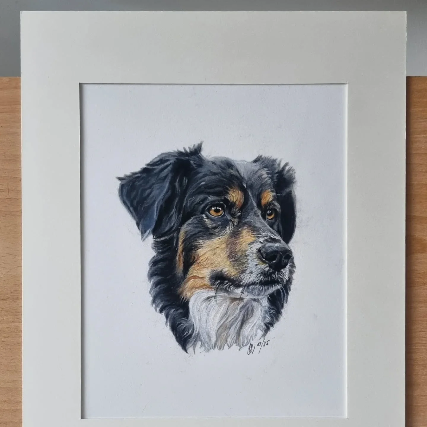 Joshi 🌈🩷

#petportrait #Hund #dog #dogportrait #hundeportr&auml;t