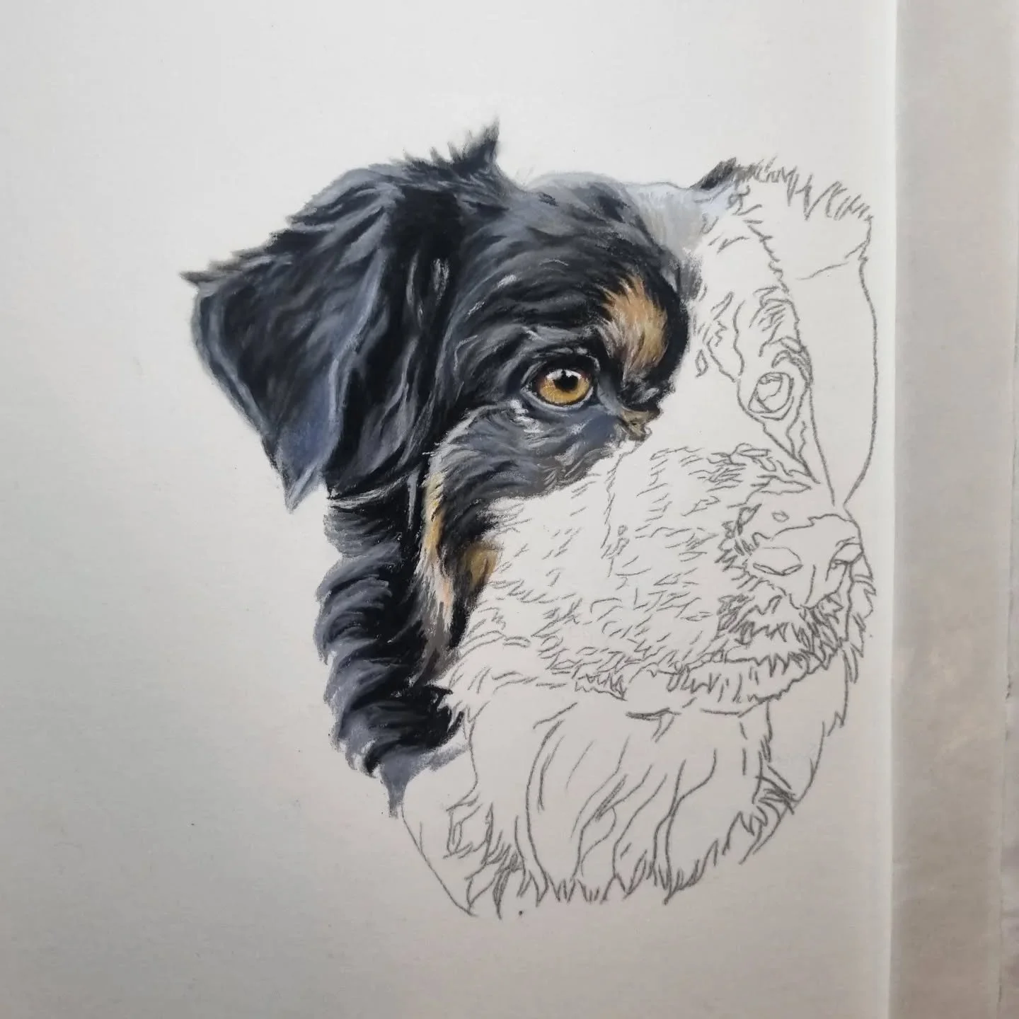 WIP 🐾

#animalart #dogportrait #petportrait #pastelpencils #wip
