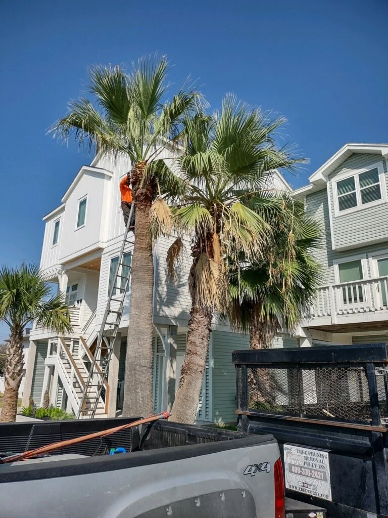 A person trimming a tall palm tree next to a white house with a staircase and balcony, with a truck and a trailer in the foreground under a clear blue sky.