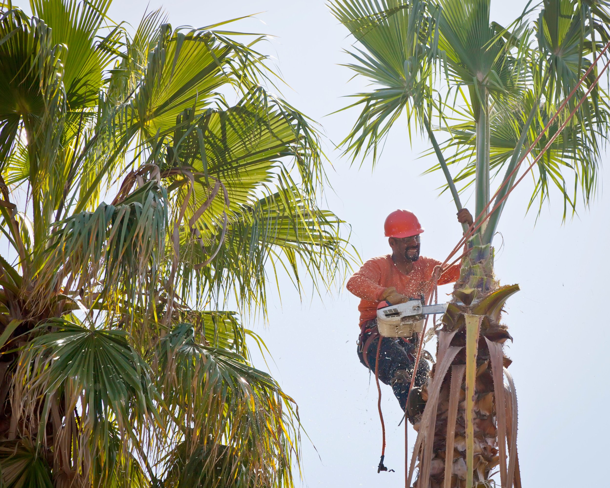 Tree trimming service for coastal TX properties