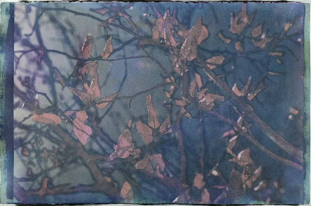 An alternative process photograph of Birch leaves in the winter.