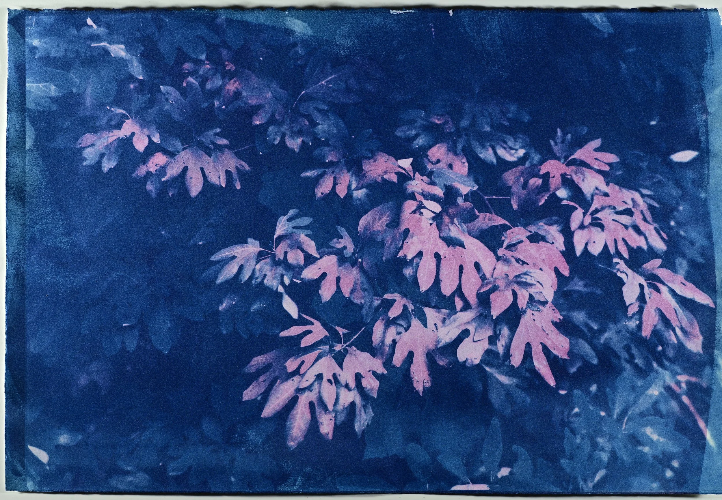 An alternative process photograph of Sassafras leaves.