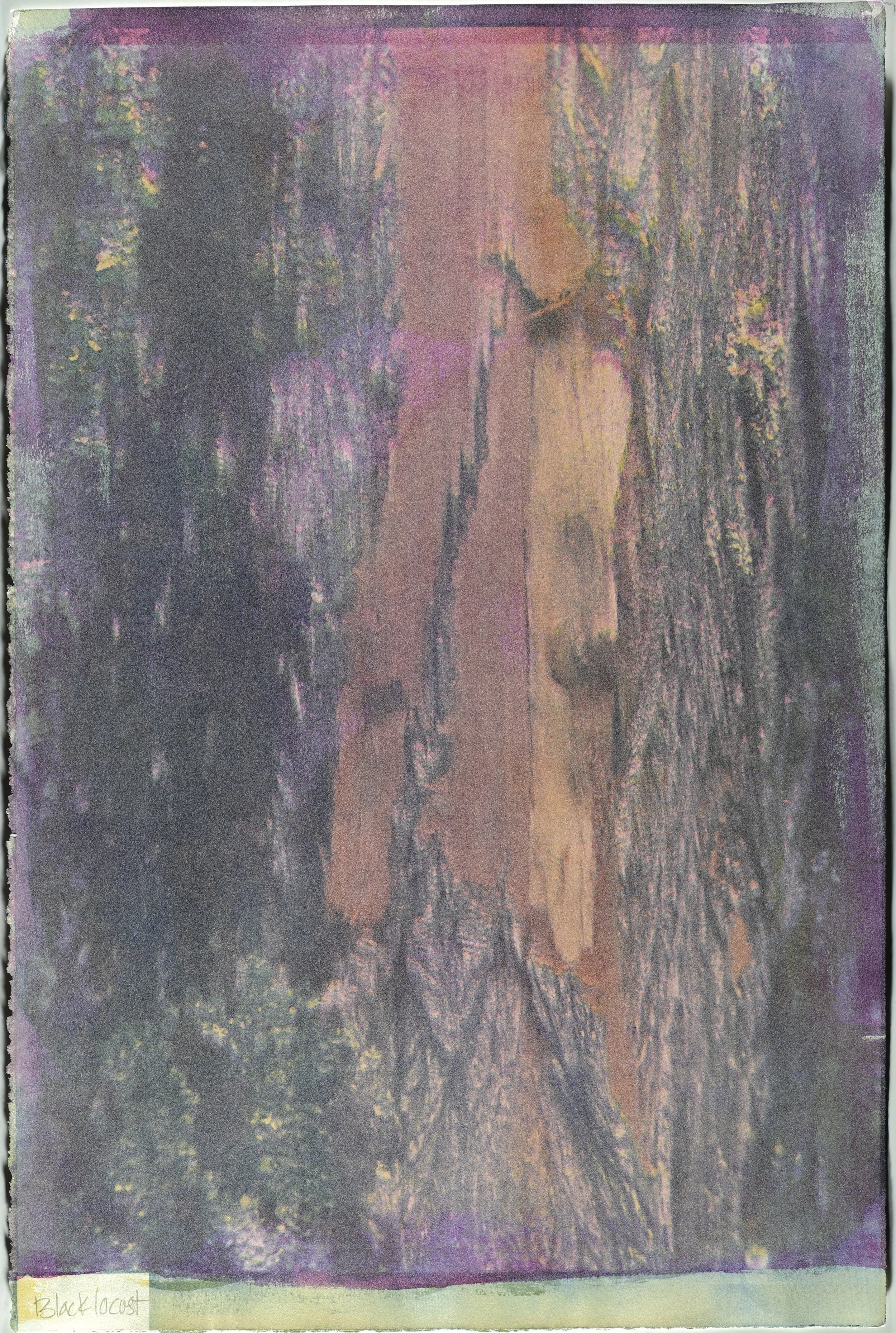 An alternative process photograph of Black Locust bark