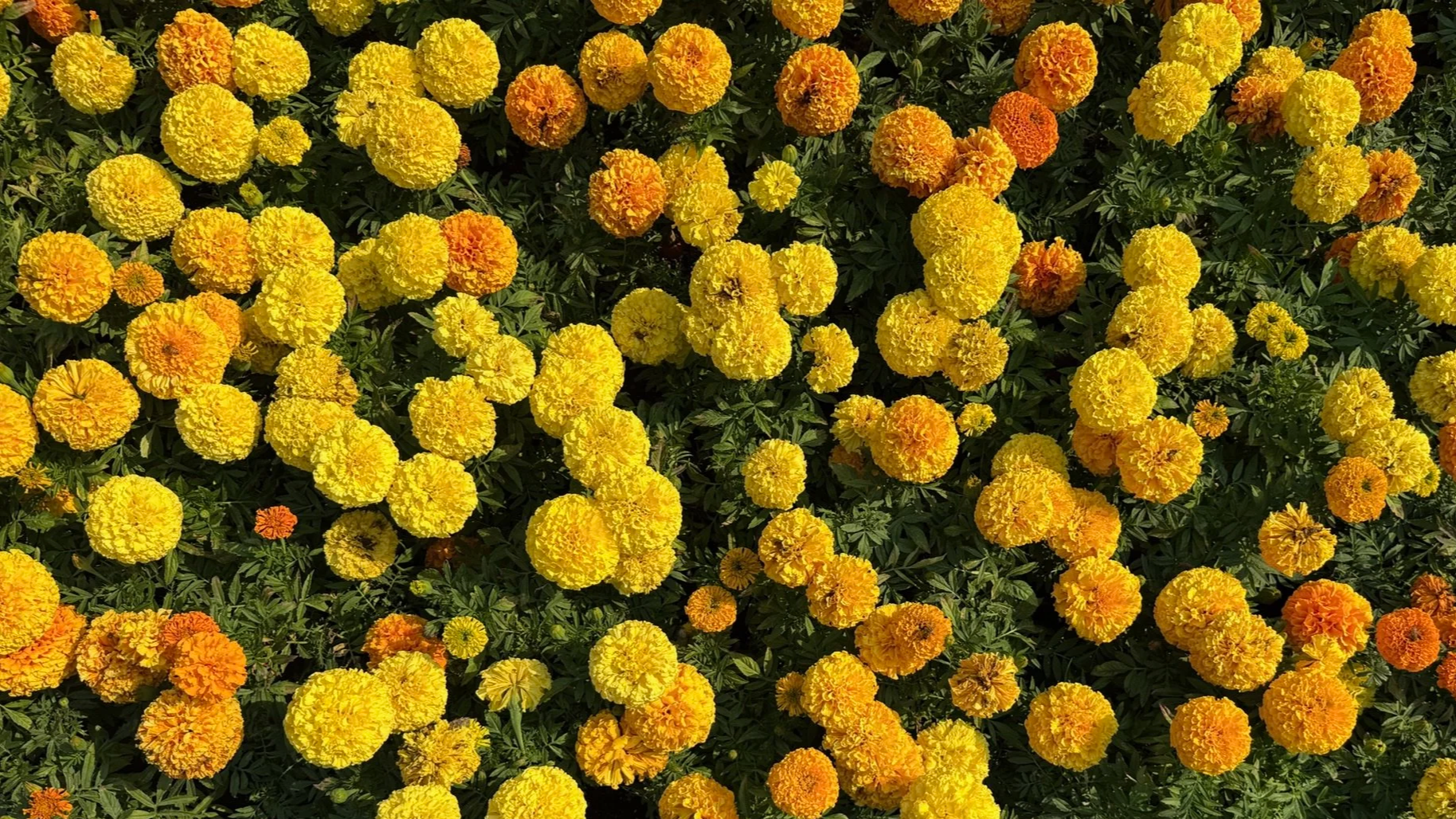 Close-up of a garden bed filled with yellow and orange marigold flowers.