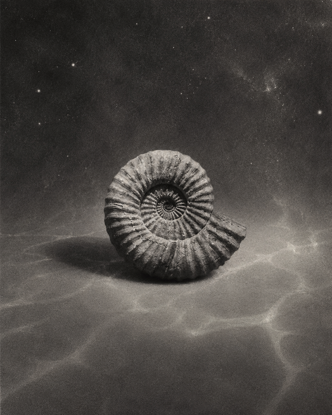 for the cosmos seashell underwater