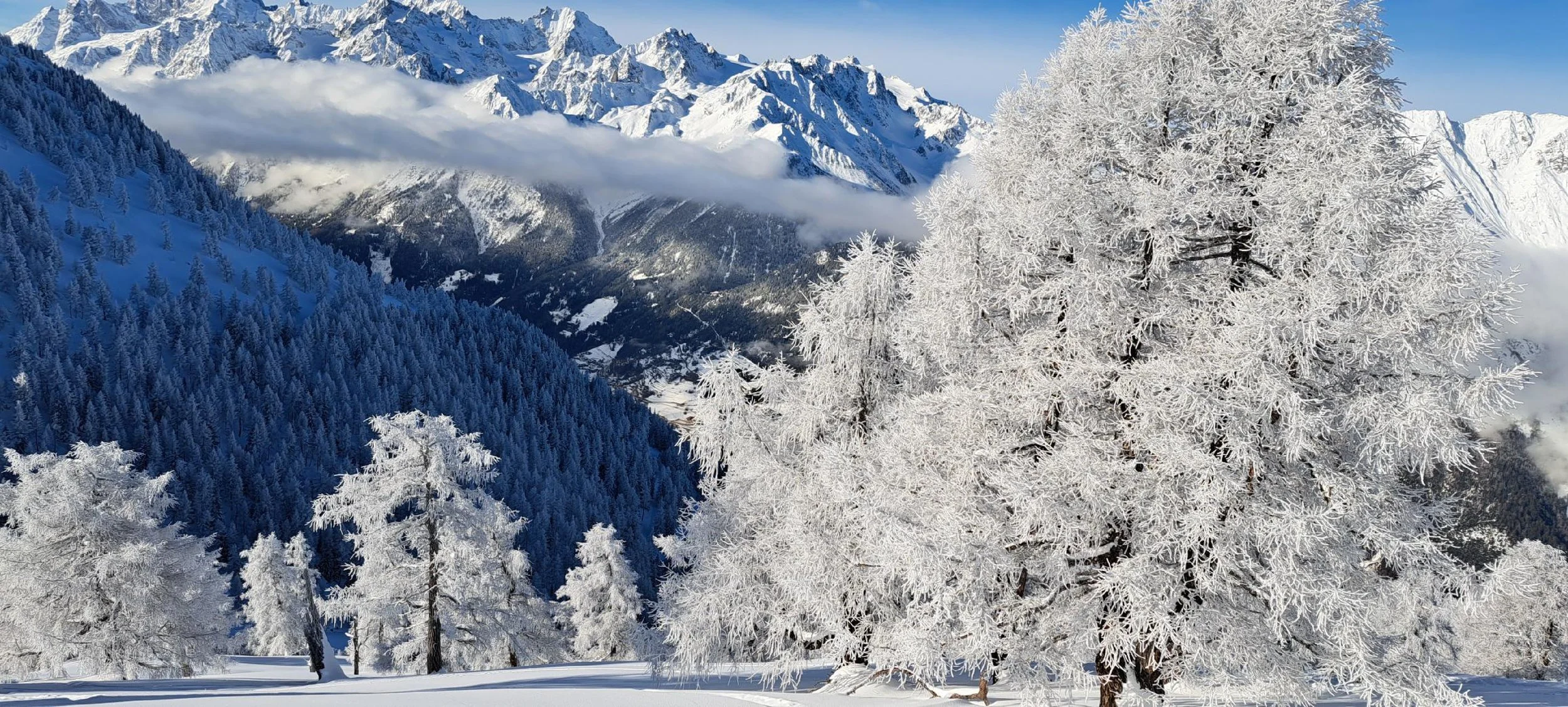 Montagnes enneigées avec des arbres givrés au premier plan, ciel clair.