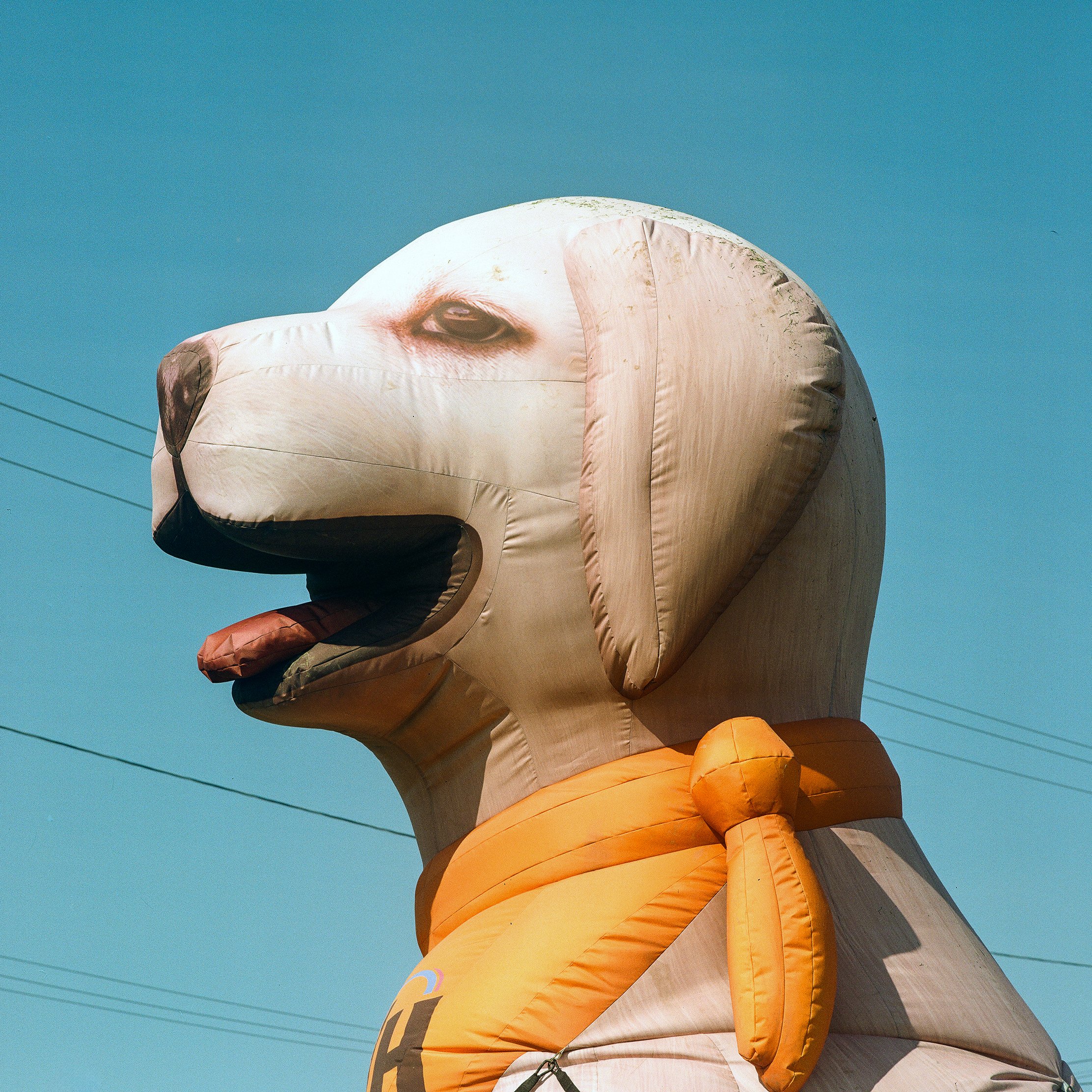 Inflatable Dog.jpg