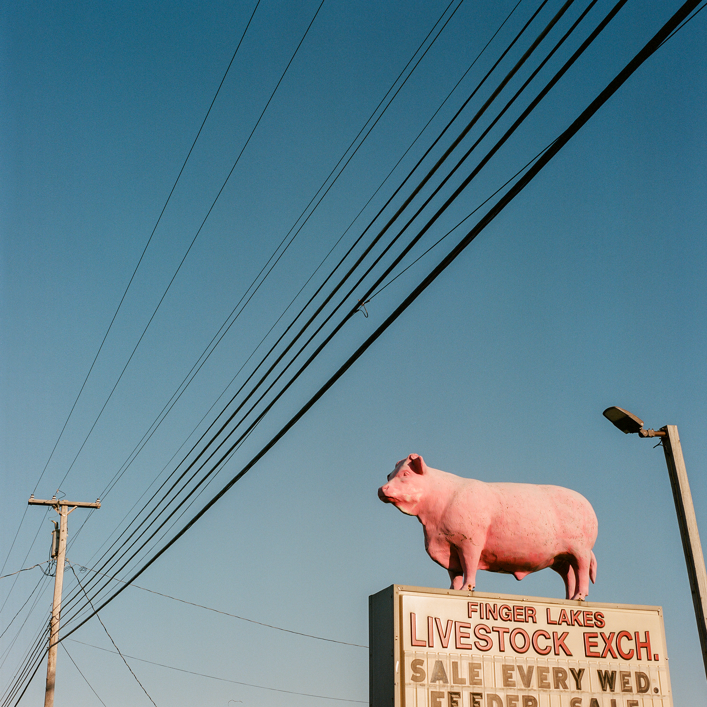 pink cow.png