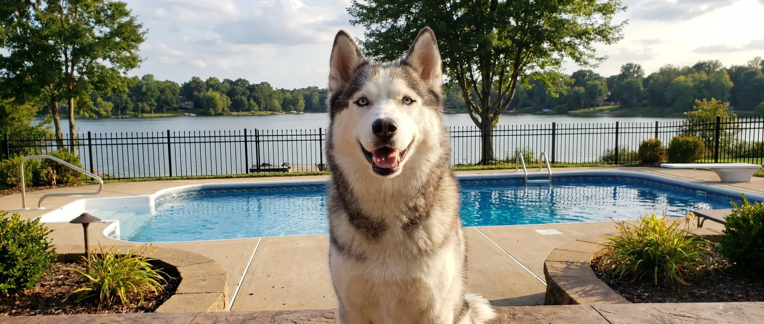 A husky dog with blue eyes sitting by a pool with a lake and trees in the background.