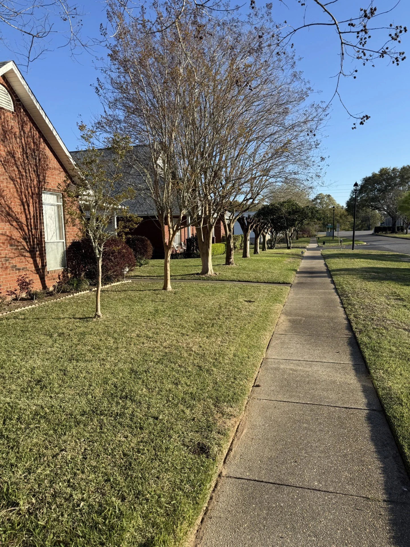 Residential street with green grass on the lawn, trees with no leaves, and a sidewalk running alongside the house on a clear, sunny day.