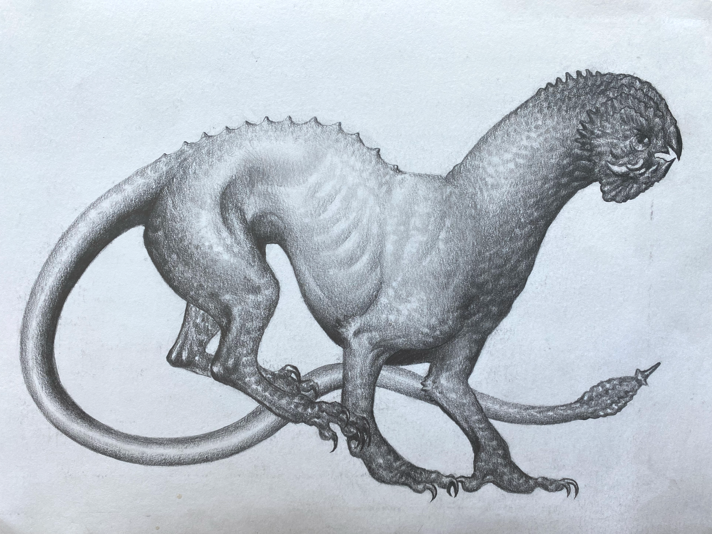 Rooster Drake