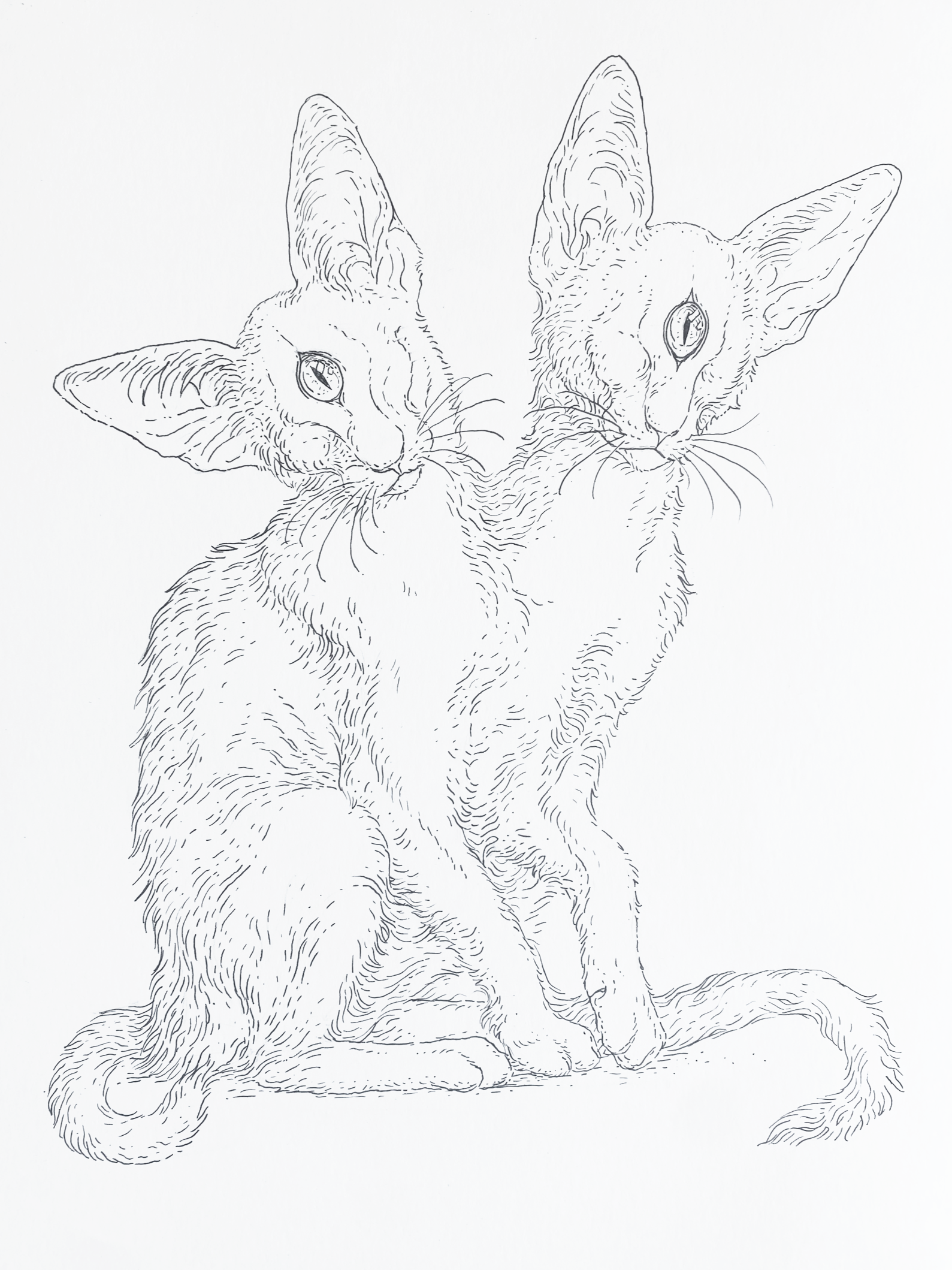 Cyclops Cats