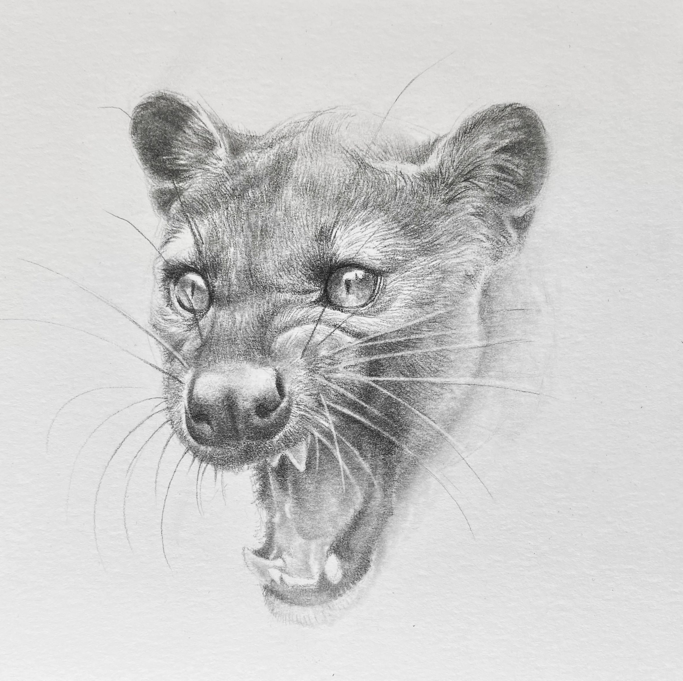Fossa