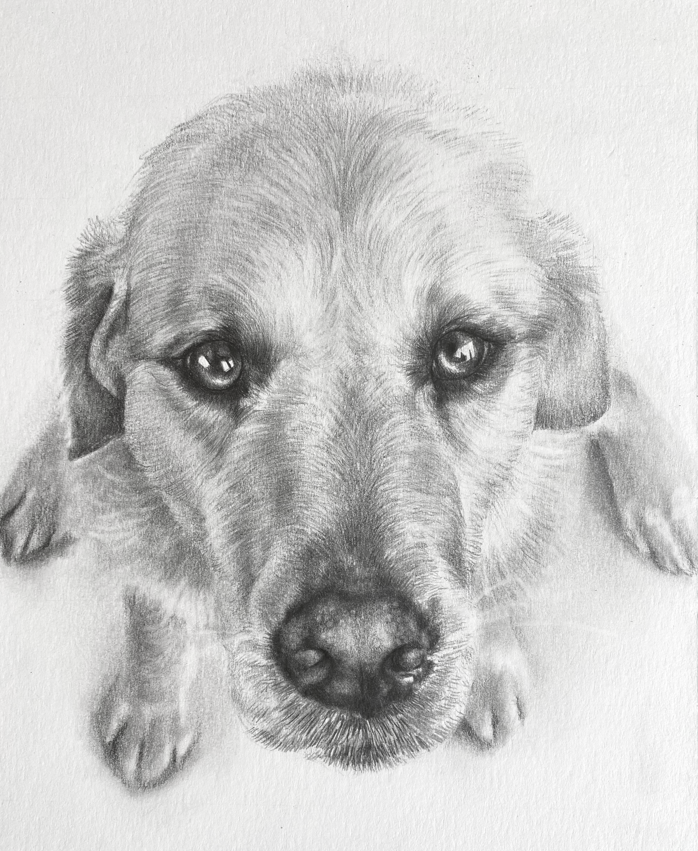 Dog Portrait