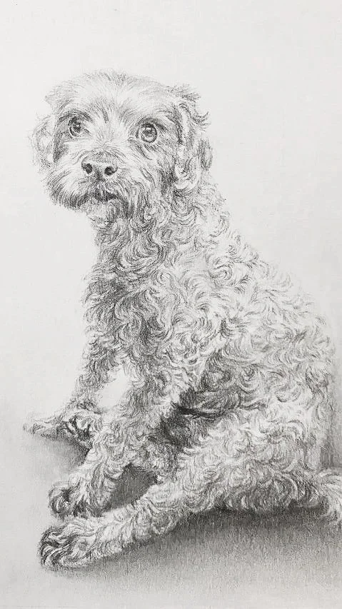 Dog Portrait