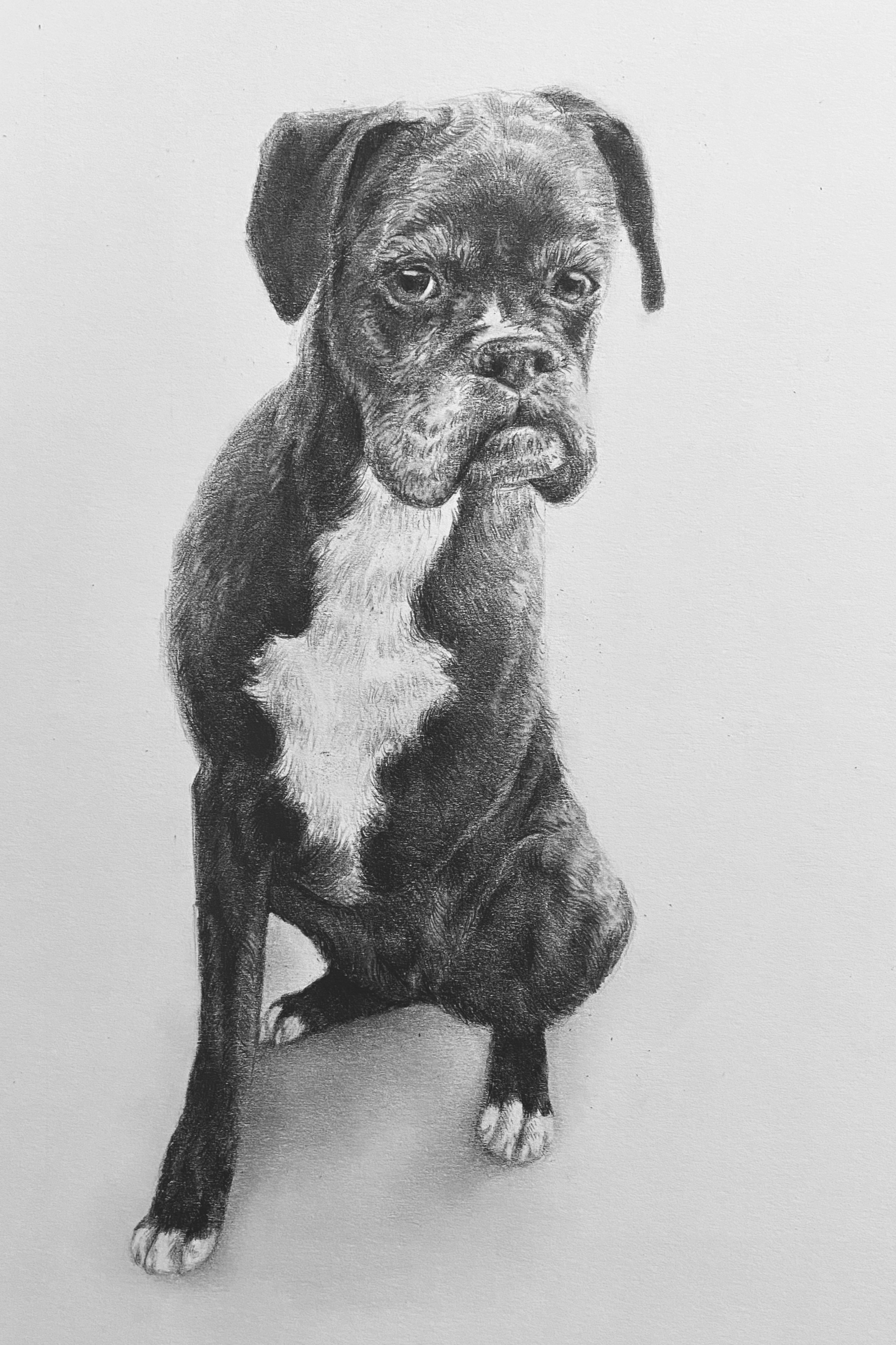 Dog Portrait