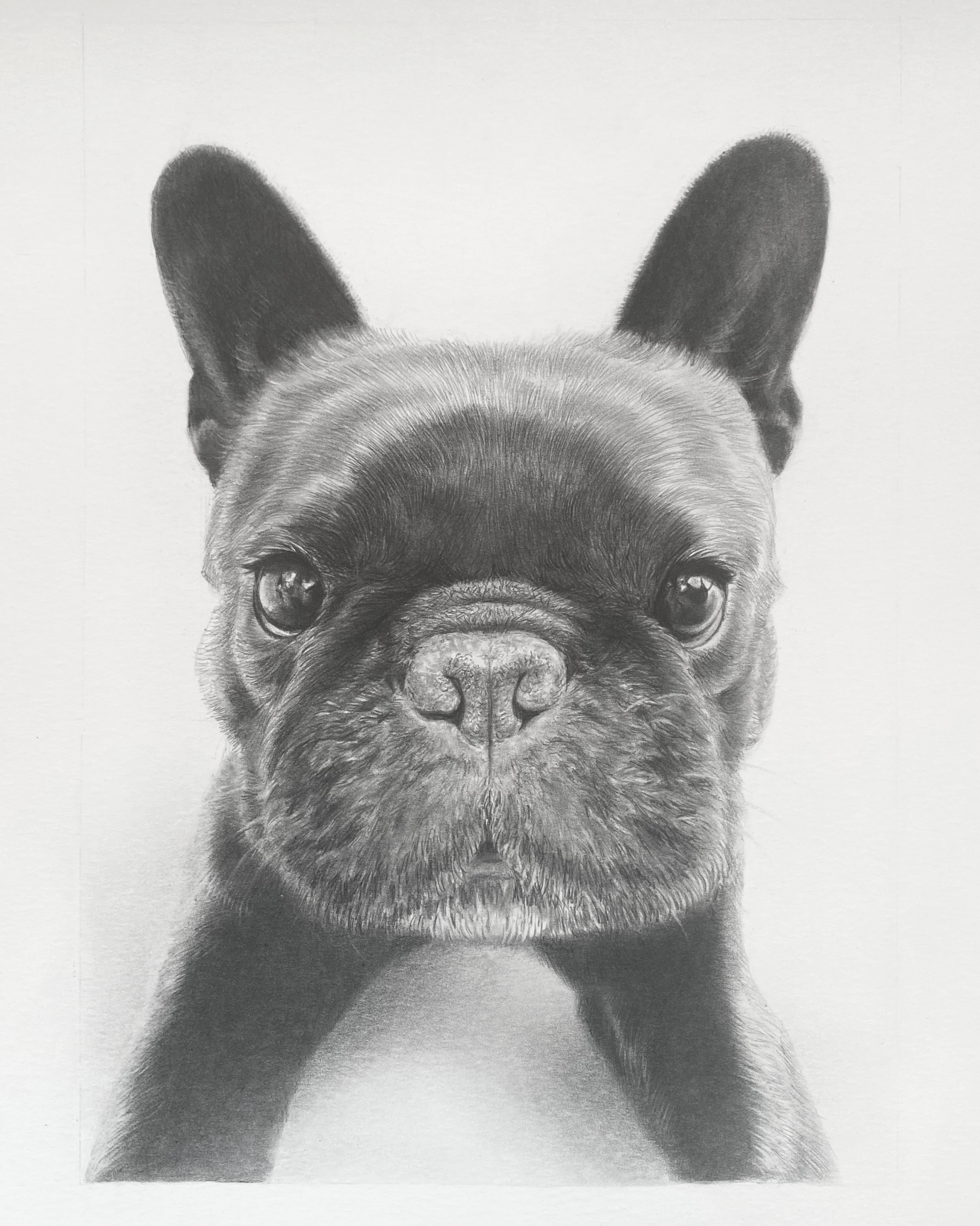 Dog Portrait