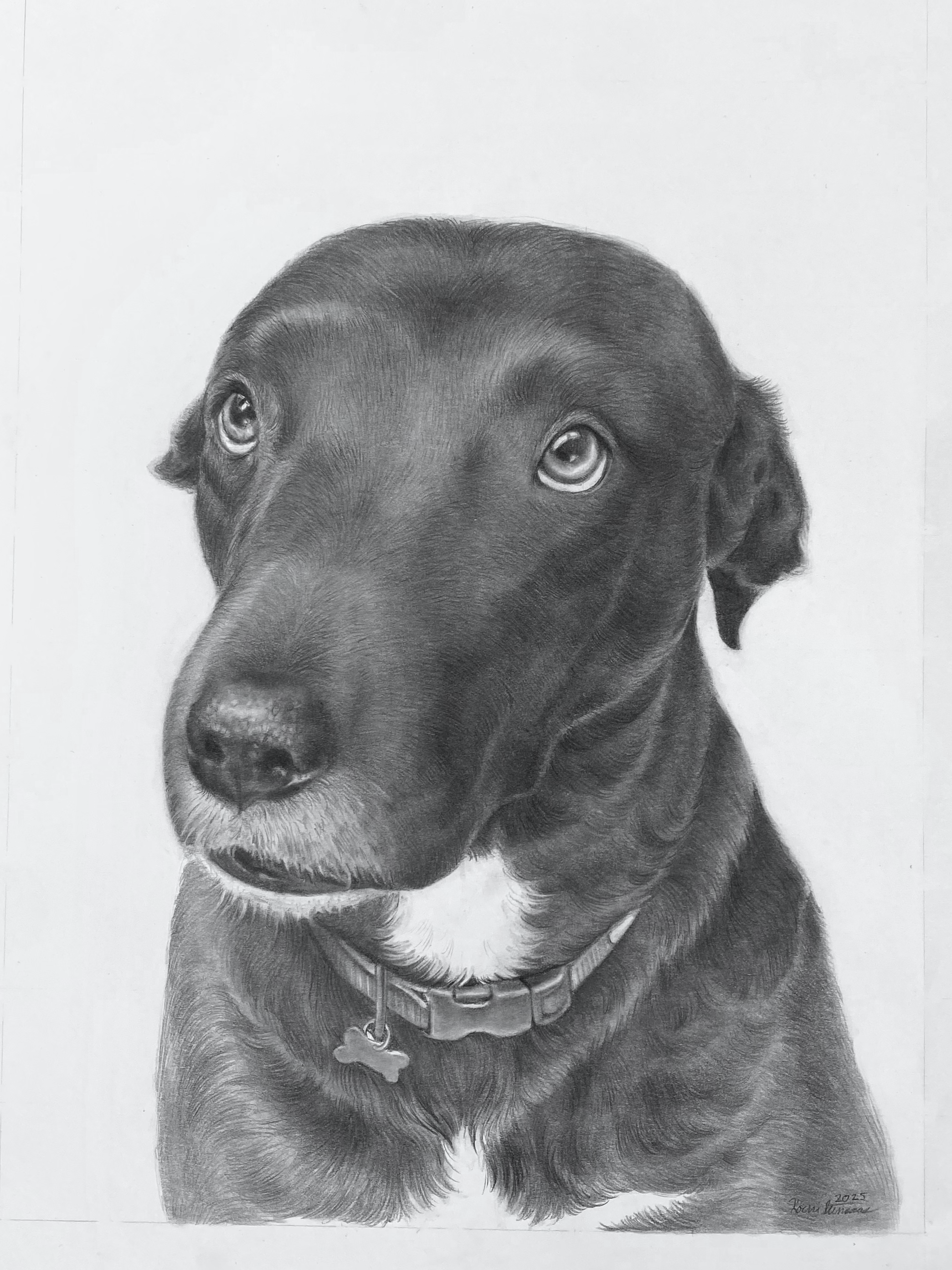 Dog Portrait