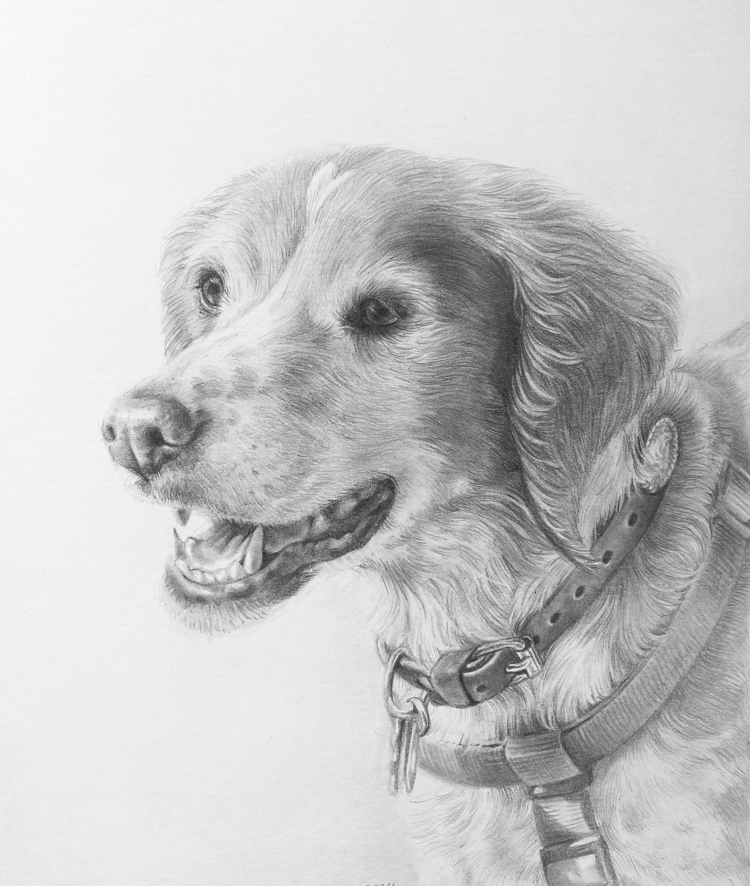 Dog Portrait