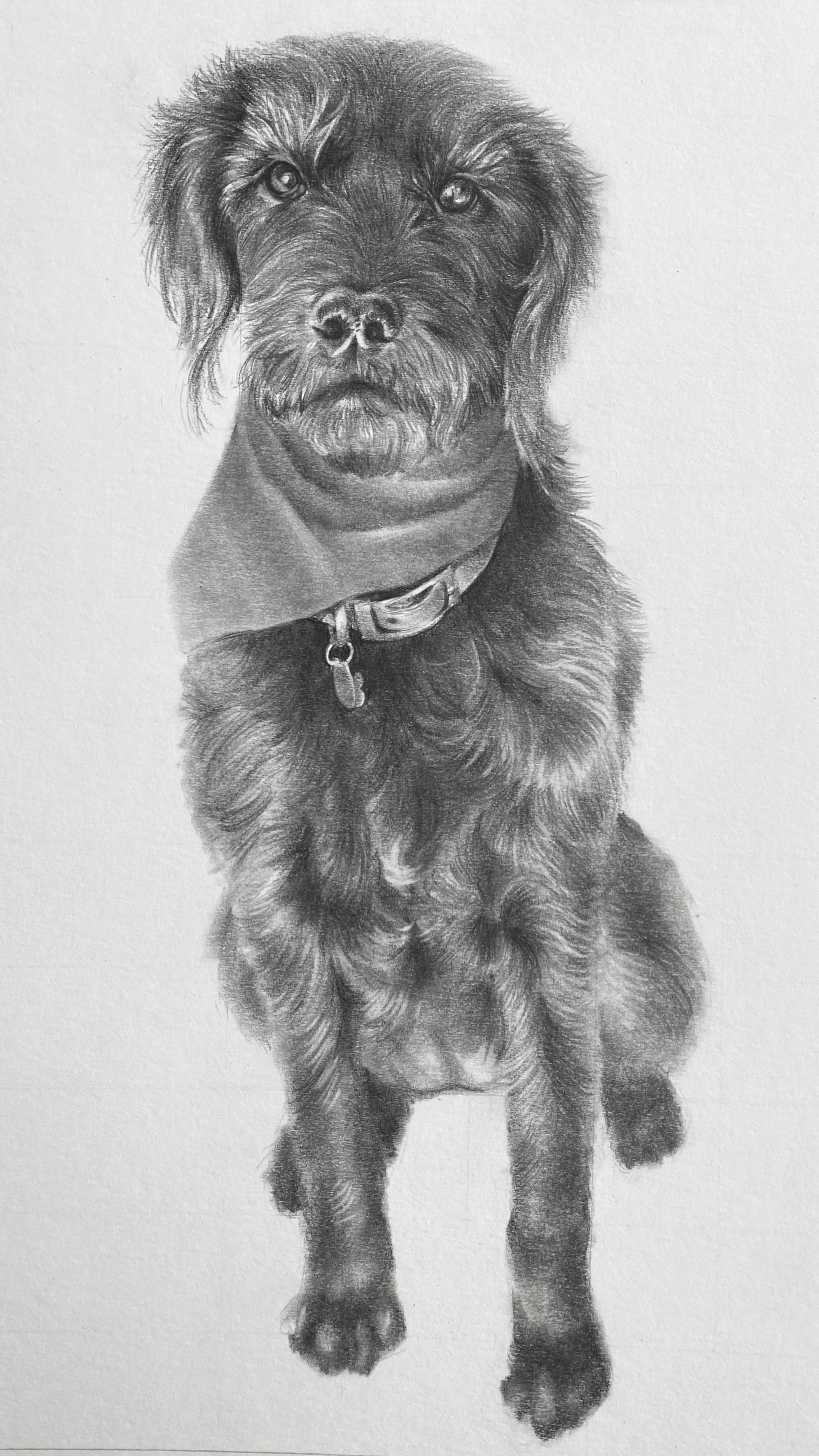 Dog Portrait