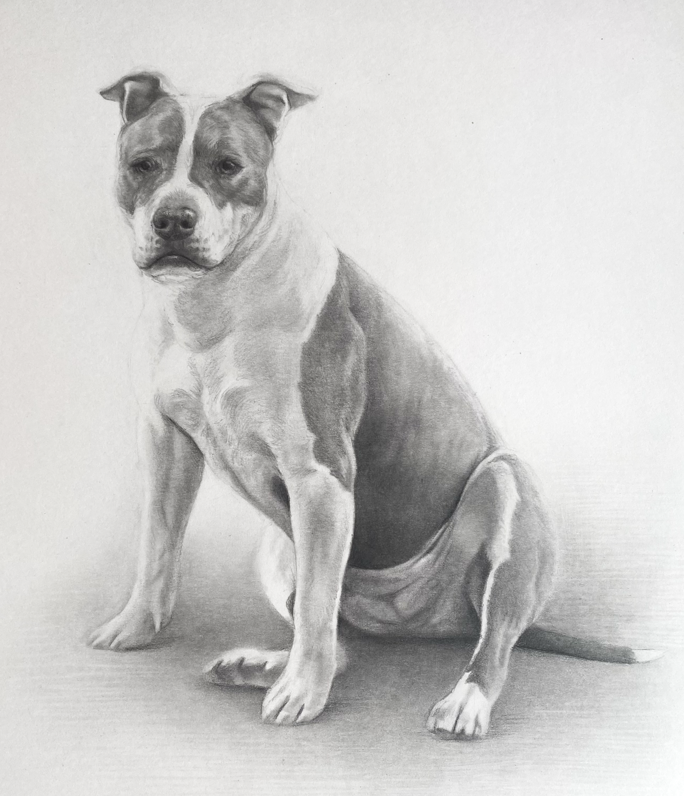 Dog Portrait