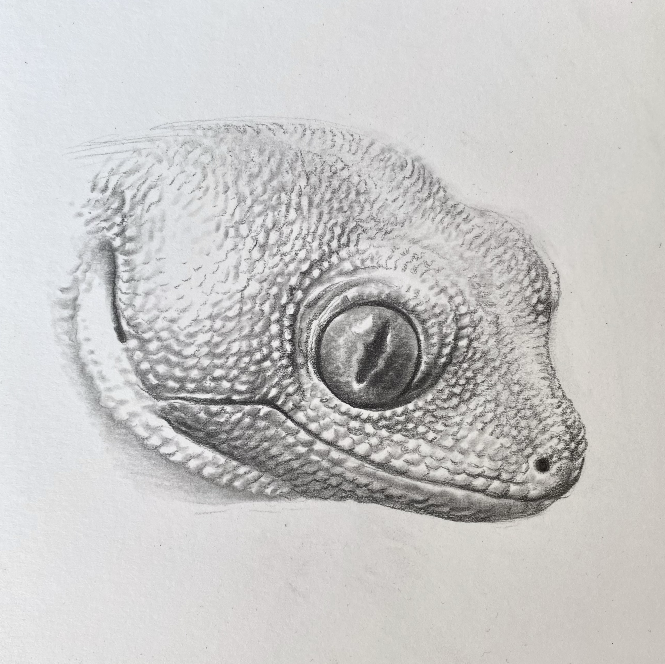 Gecko