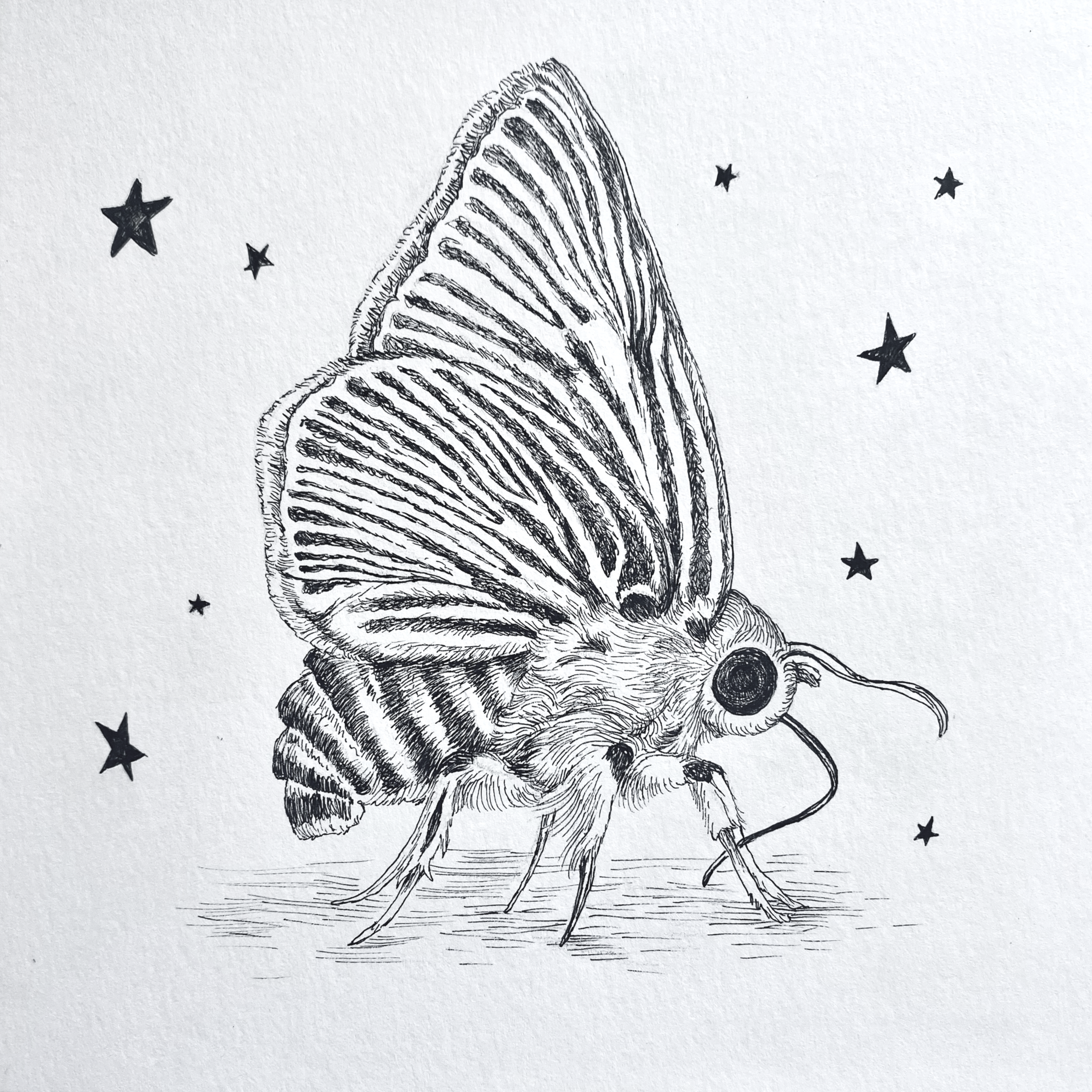 Moth 1