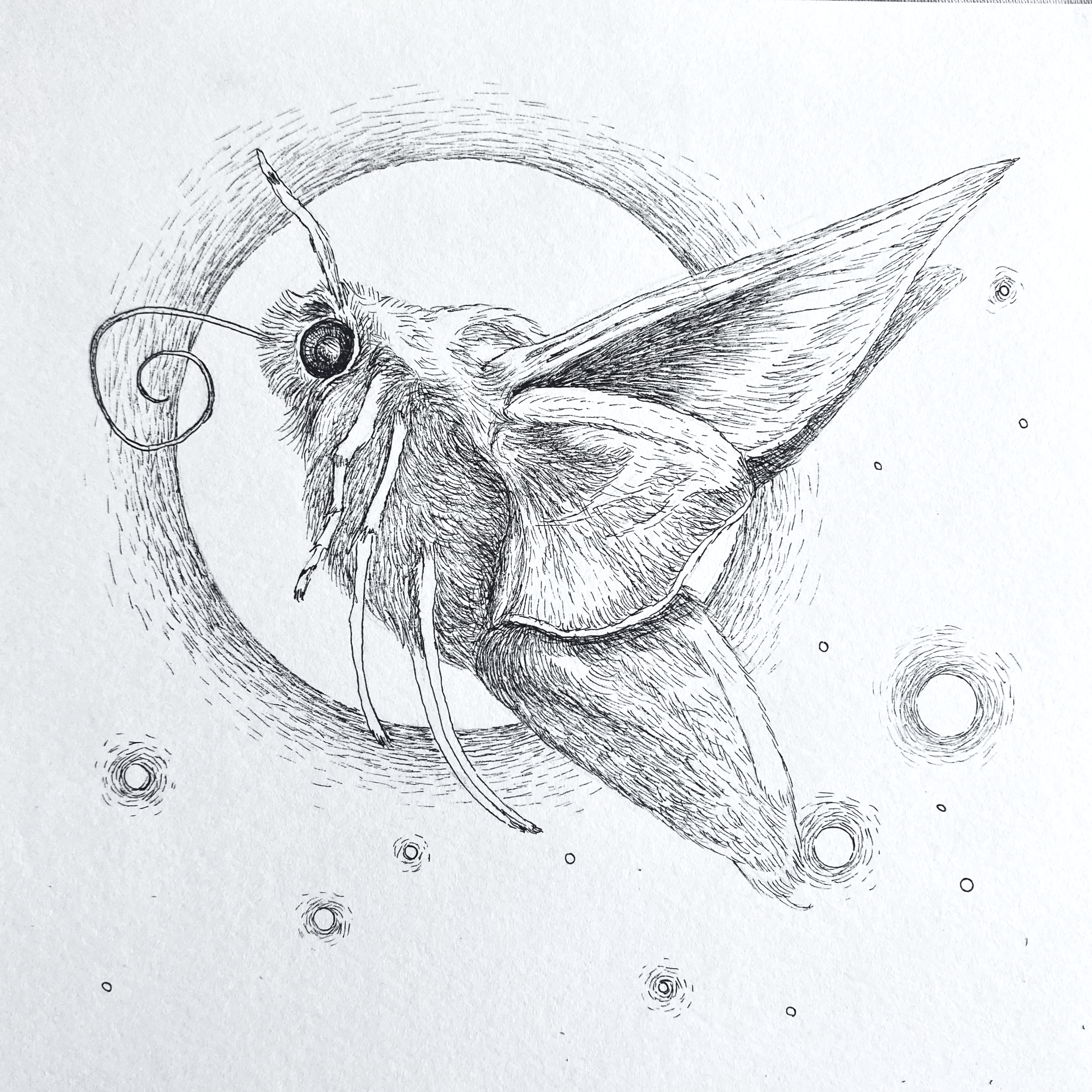 Moth 2