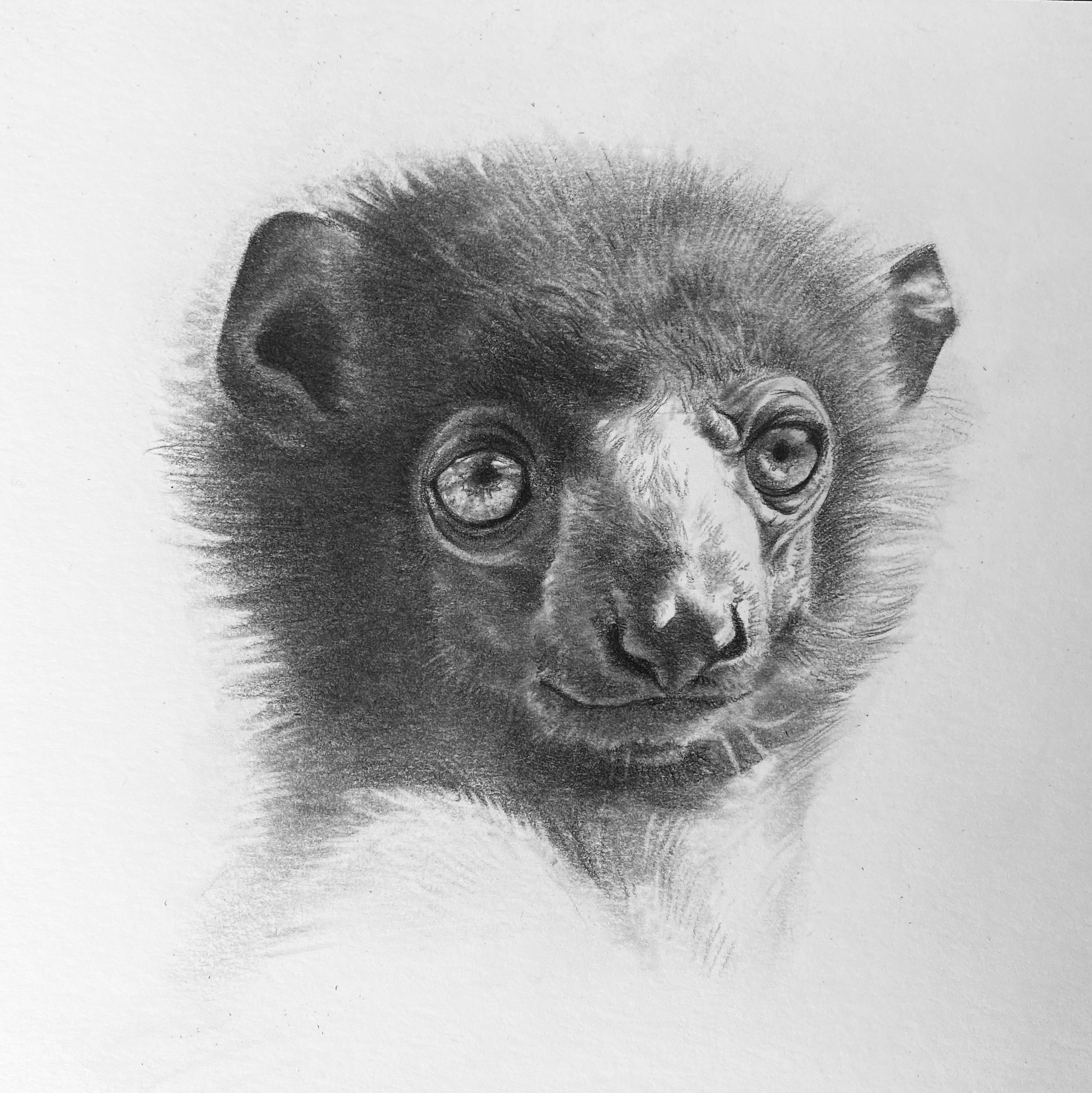 Lemur