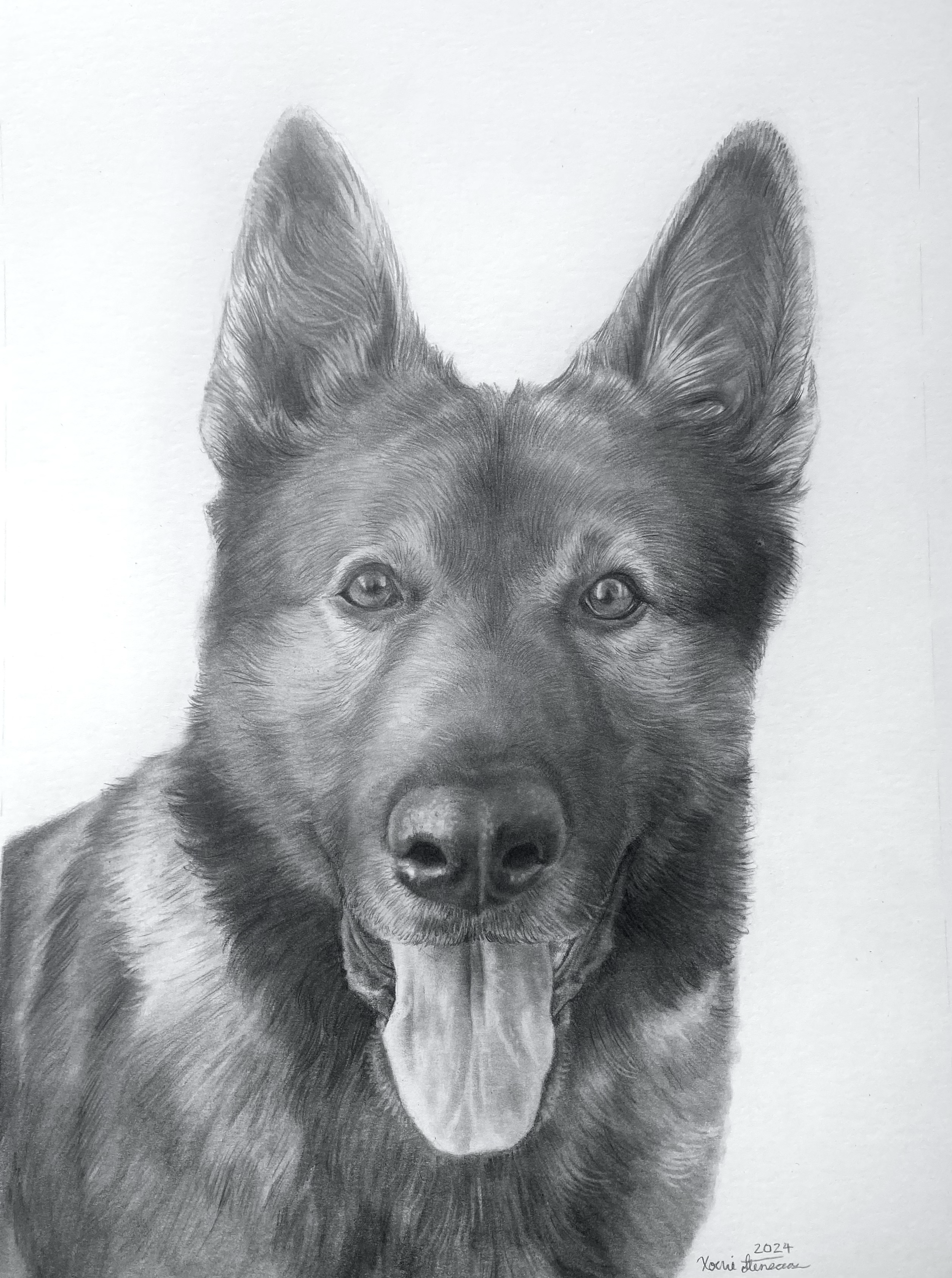 German Shepard Graphite Portrait