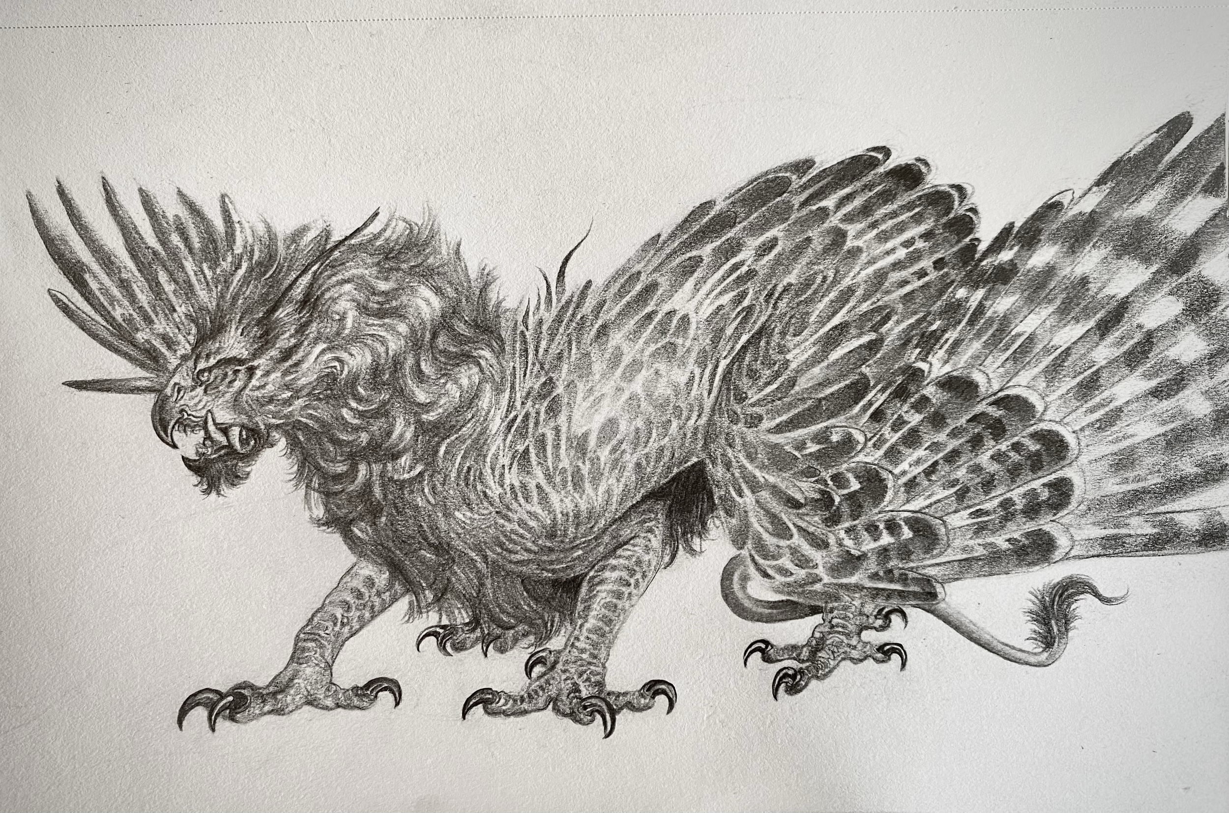 Griffon