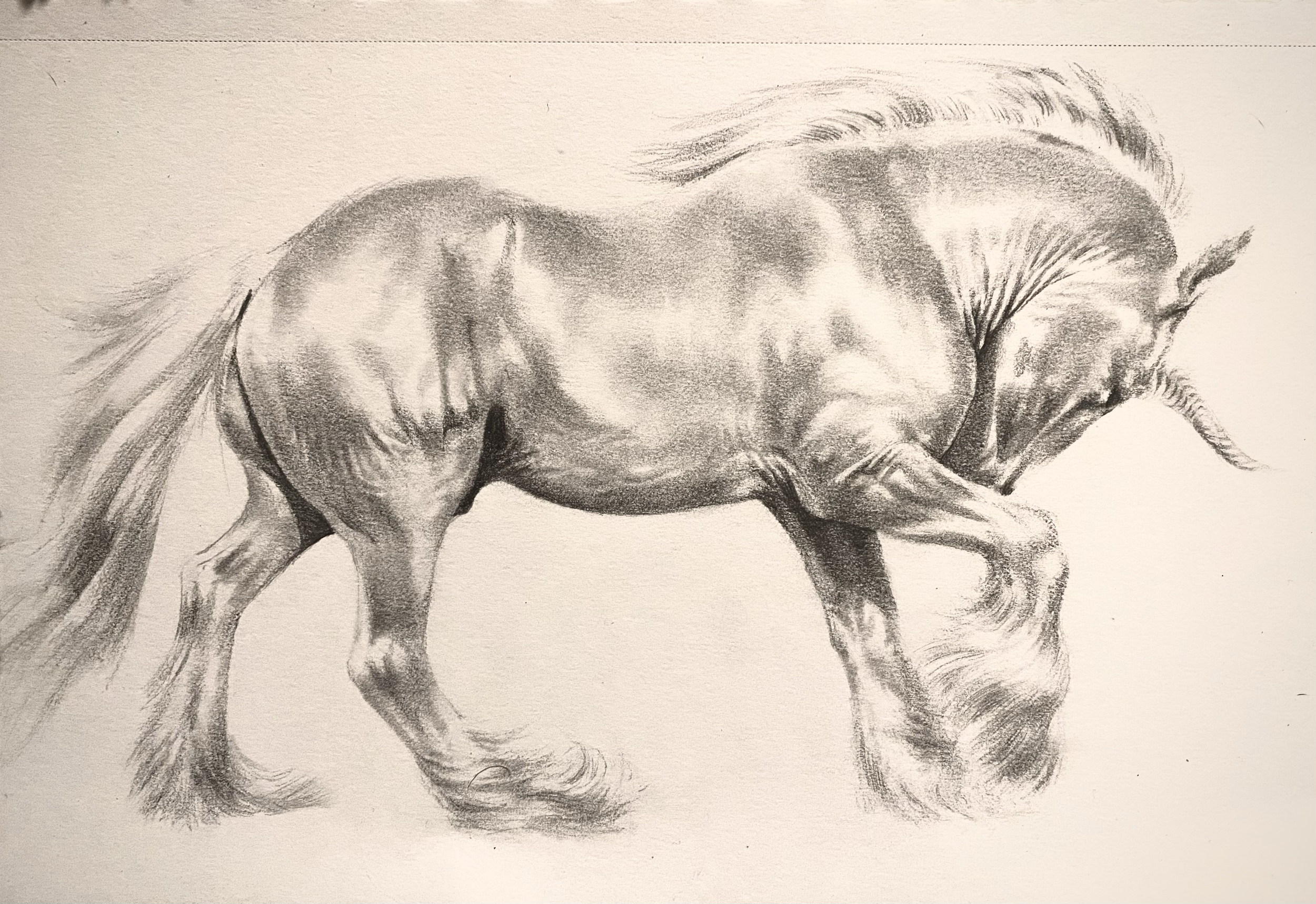 Unicorn