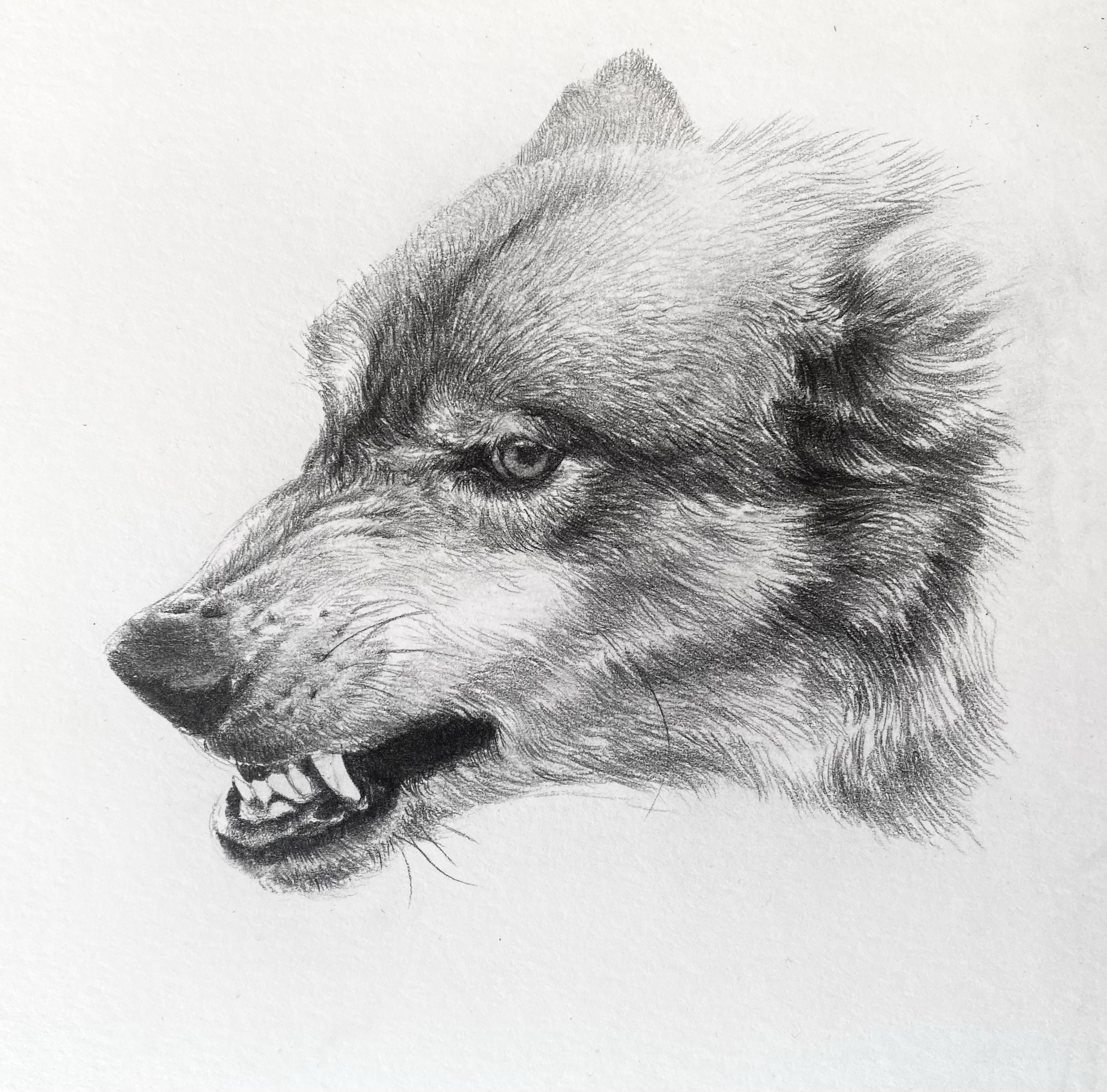 Pencil Drawings