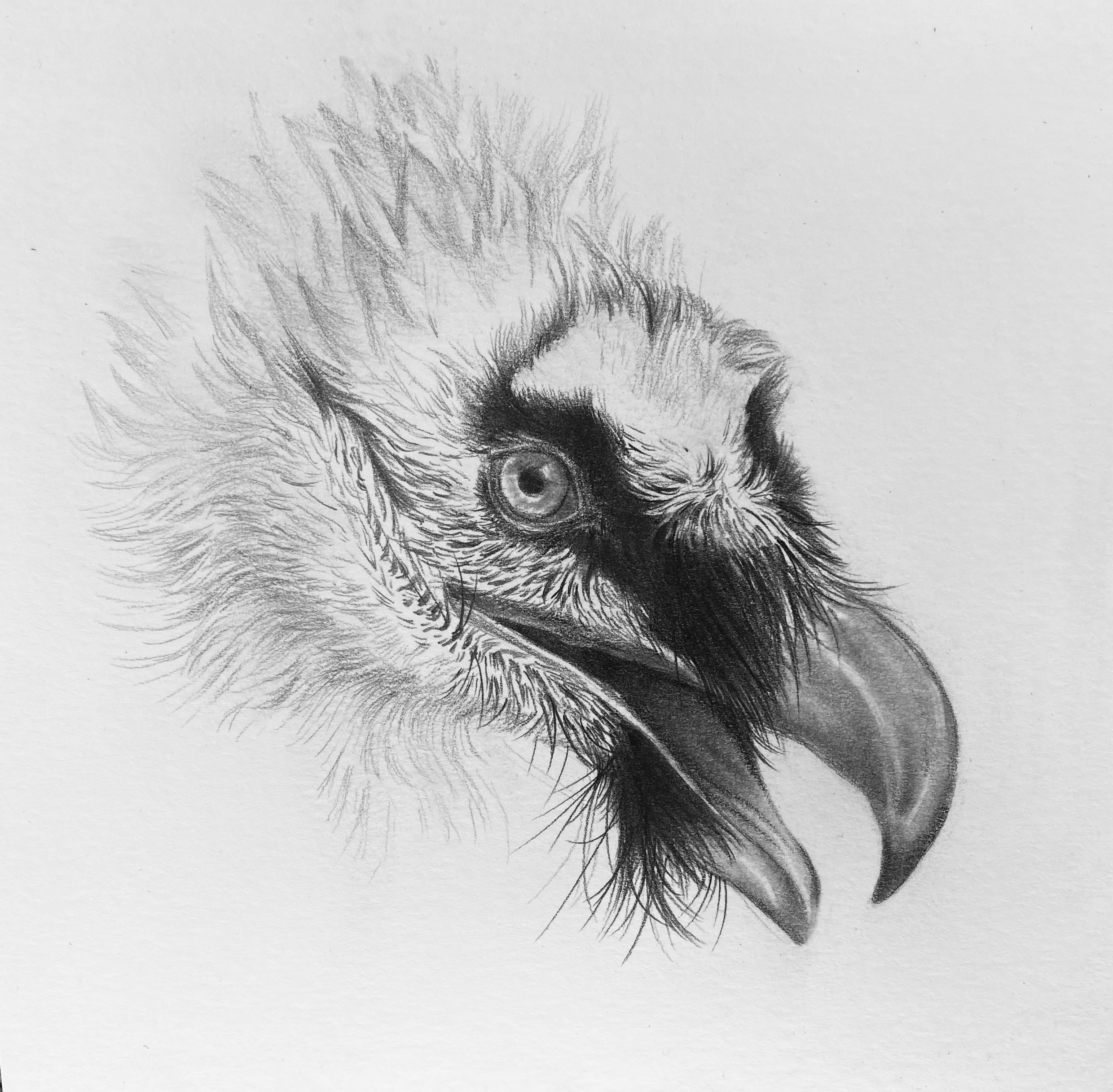 Bearded Vulture