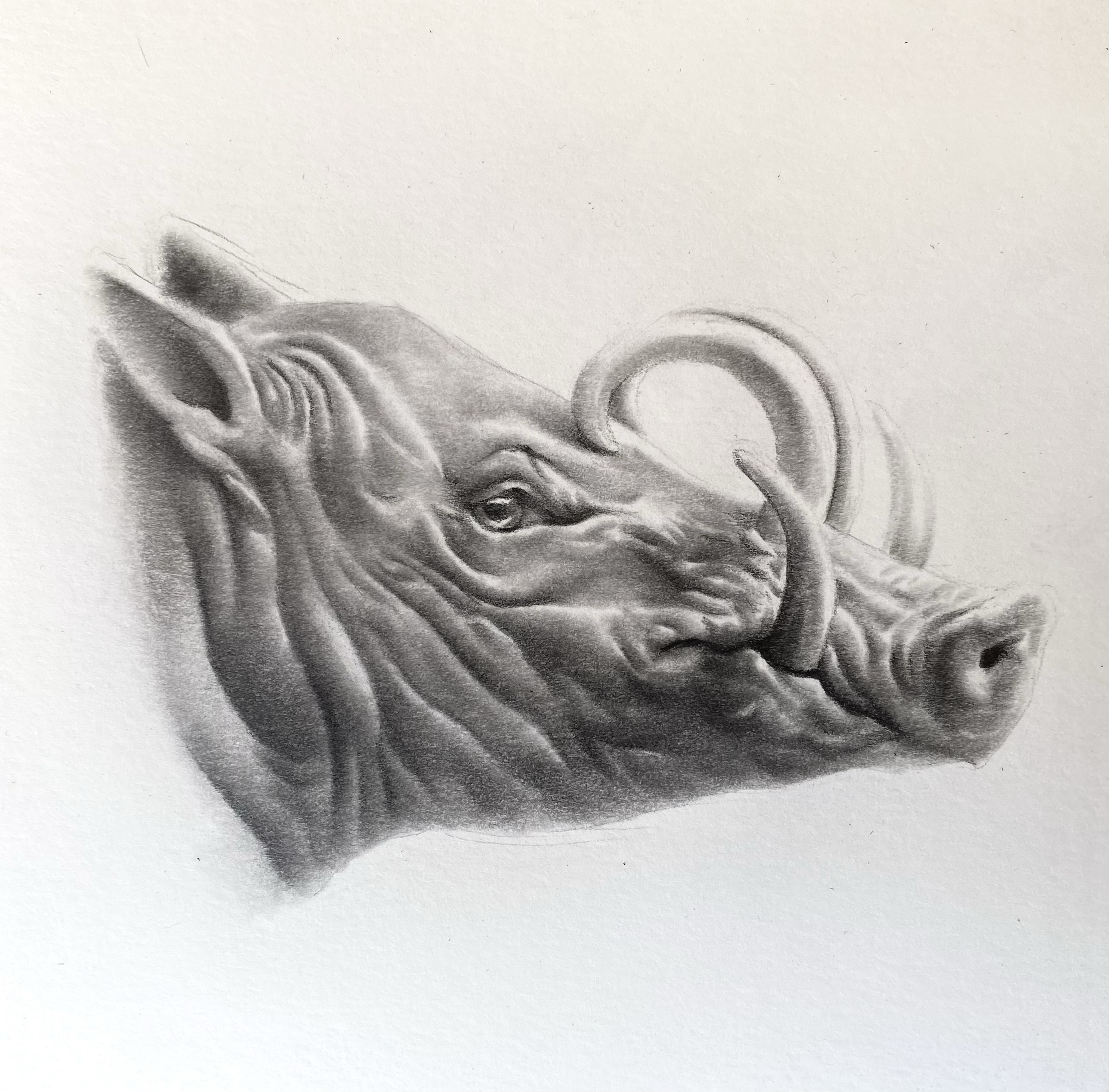 Wild Boar