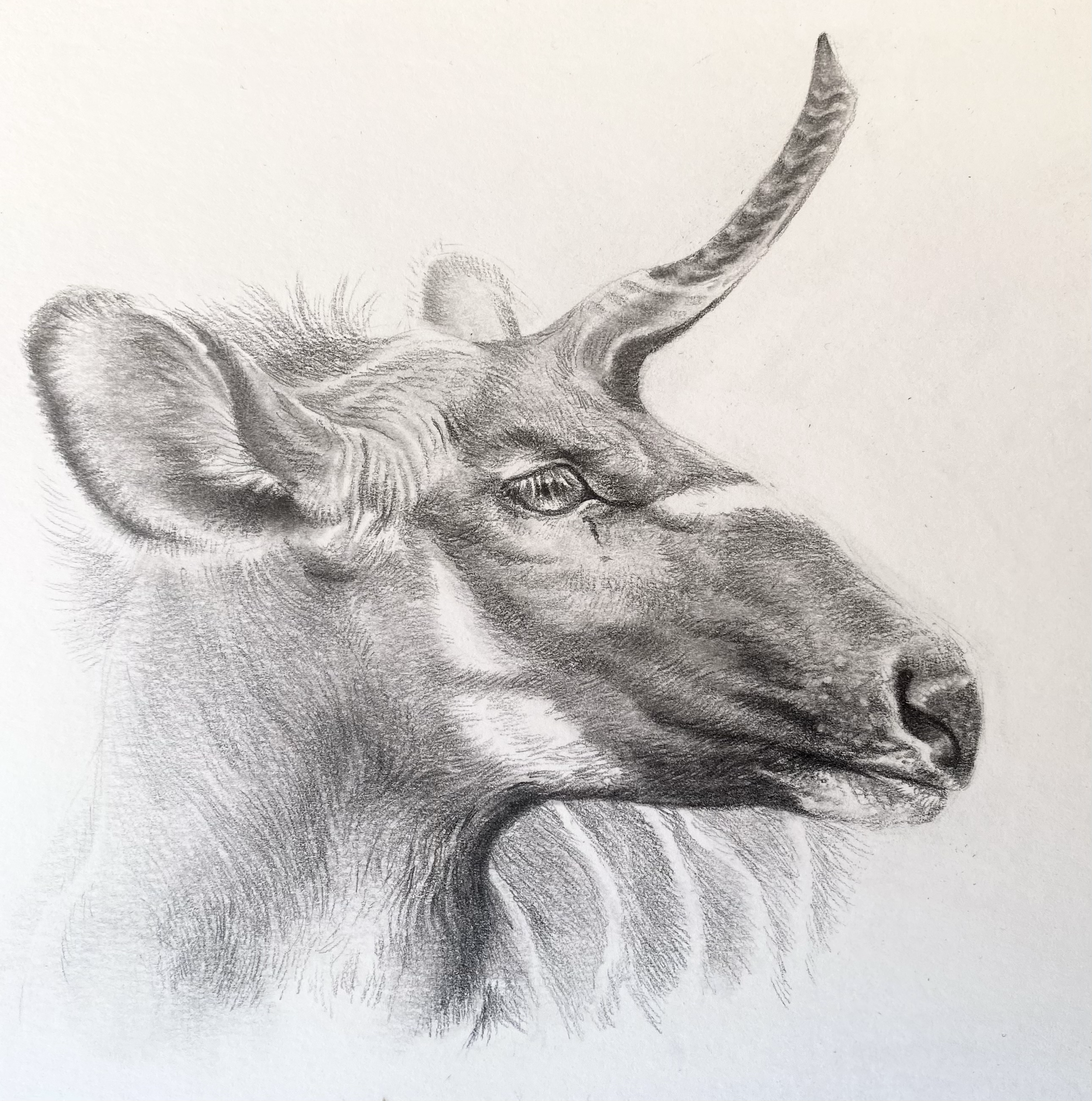 Unicorn 1