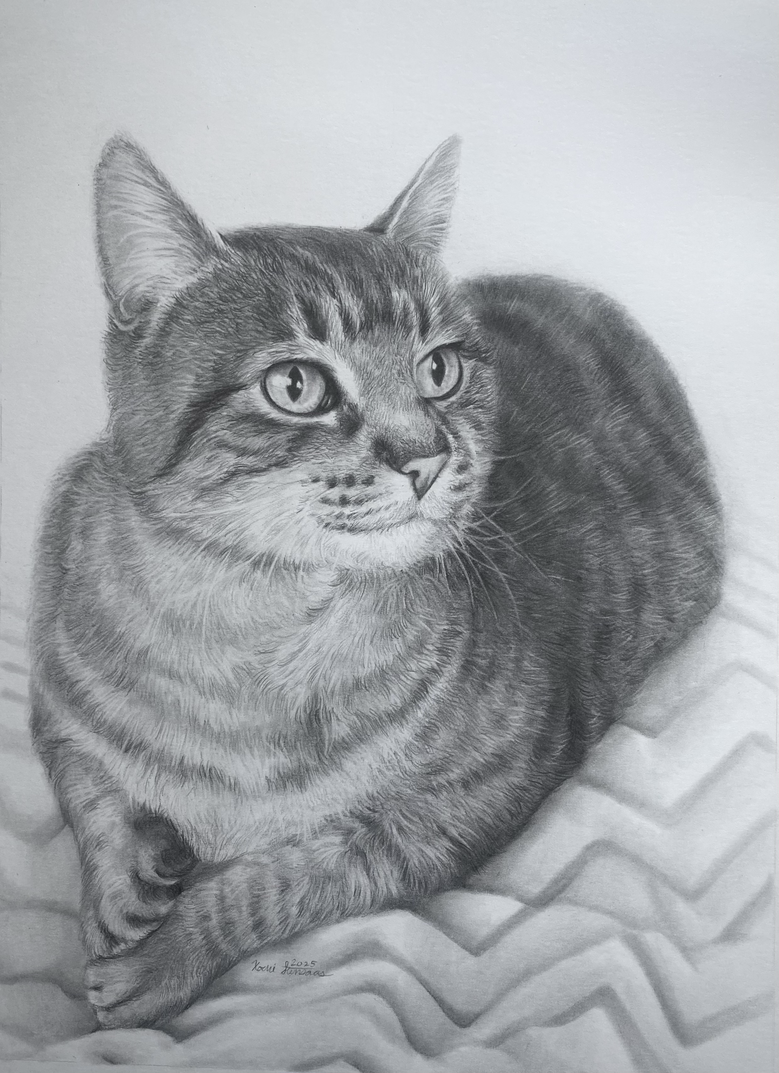 Cat Graphite Portrait