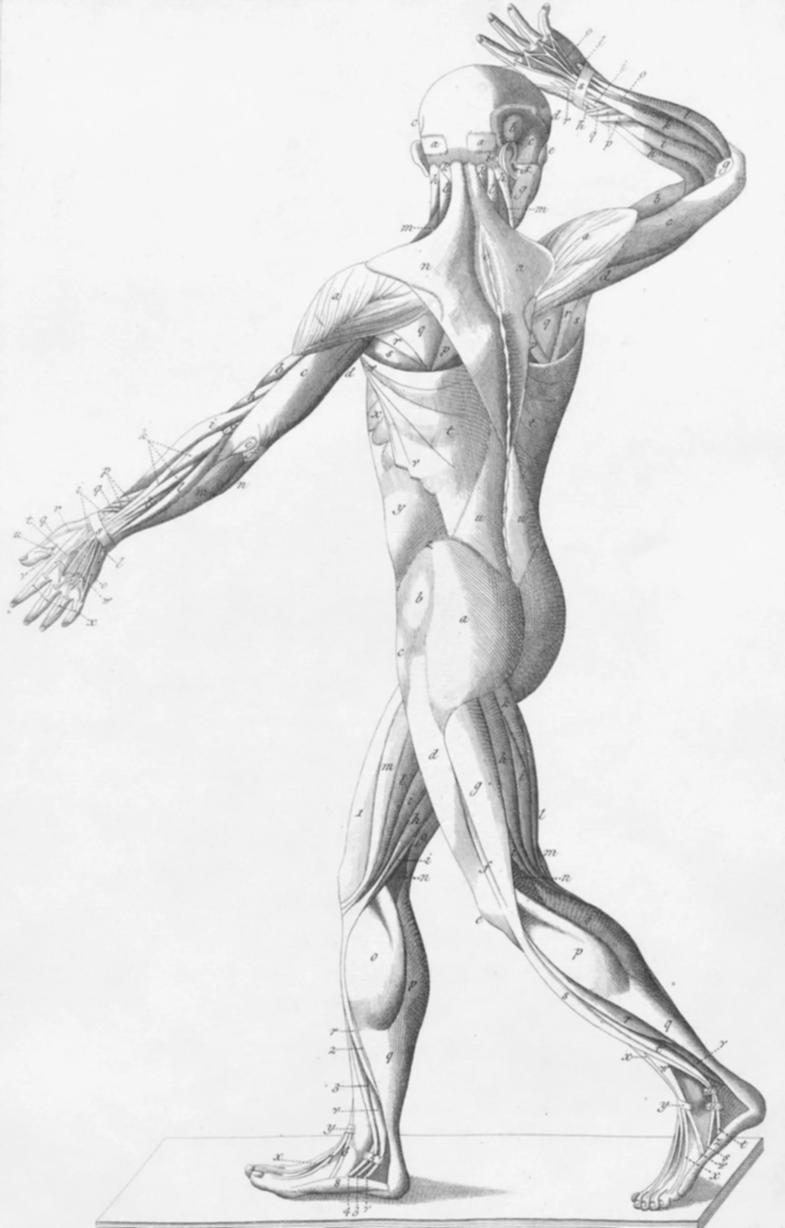 A vintage anatomical illustration of the human muscular system, showing the back view of a human body with muscles labeled and details of muscles on arms, legs, and neck.