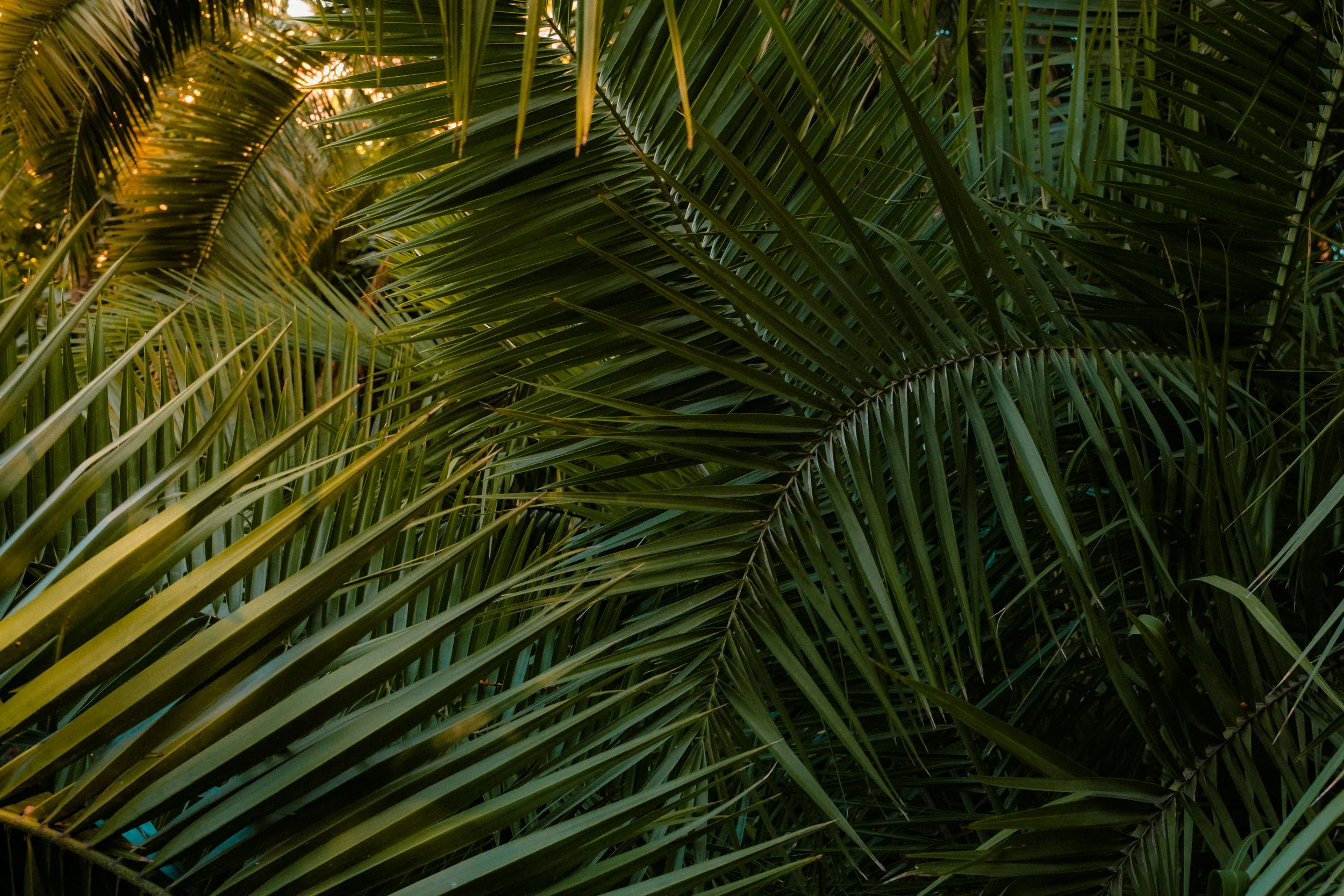Palm Branches taking up the whole image