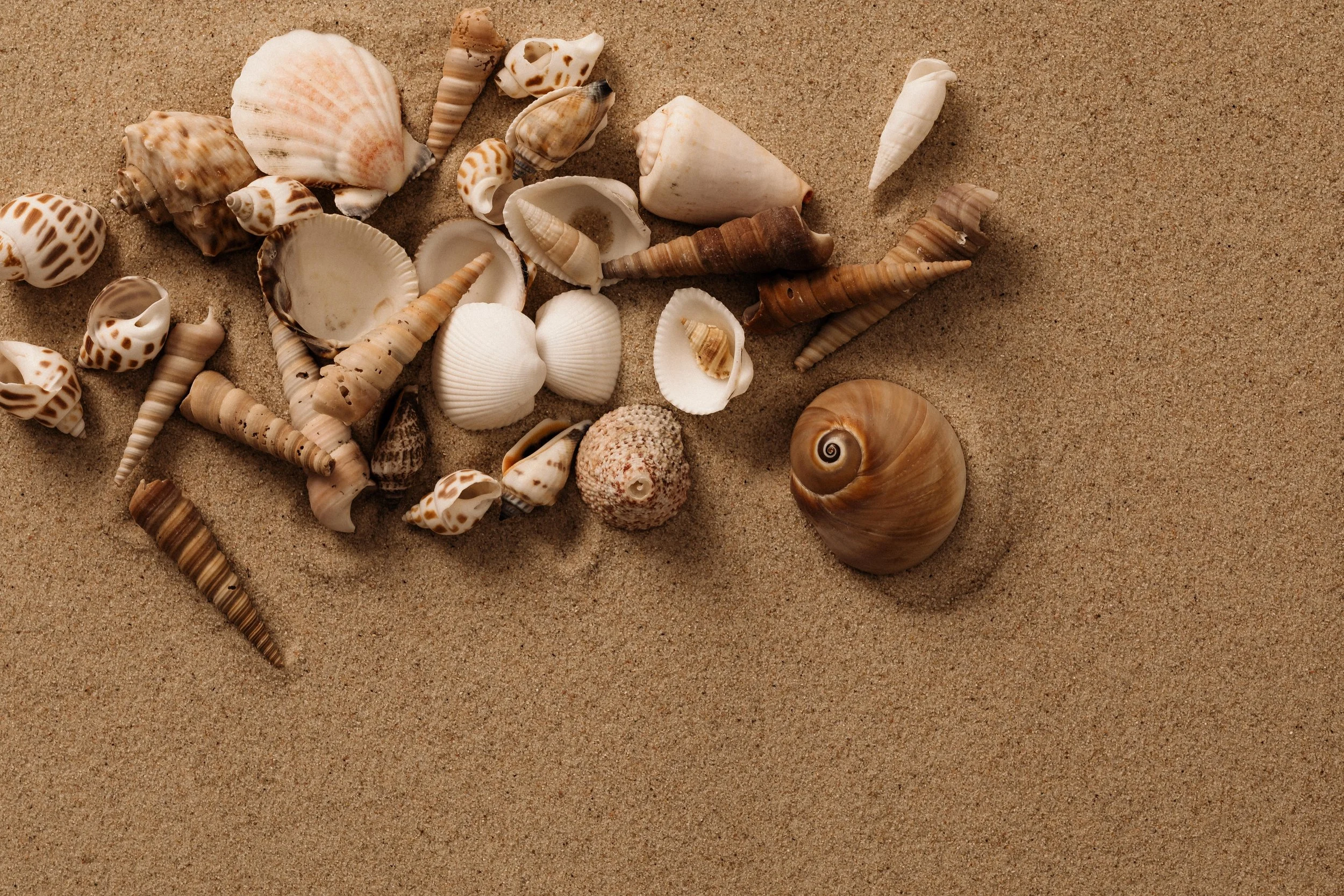 Group of shells on the sand on the beach of the central coast of california