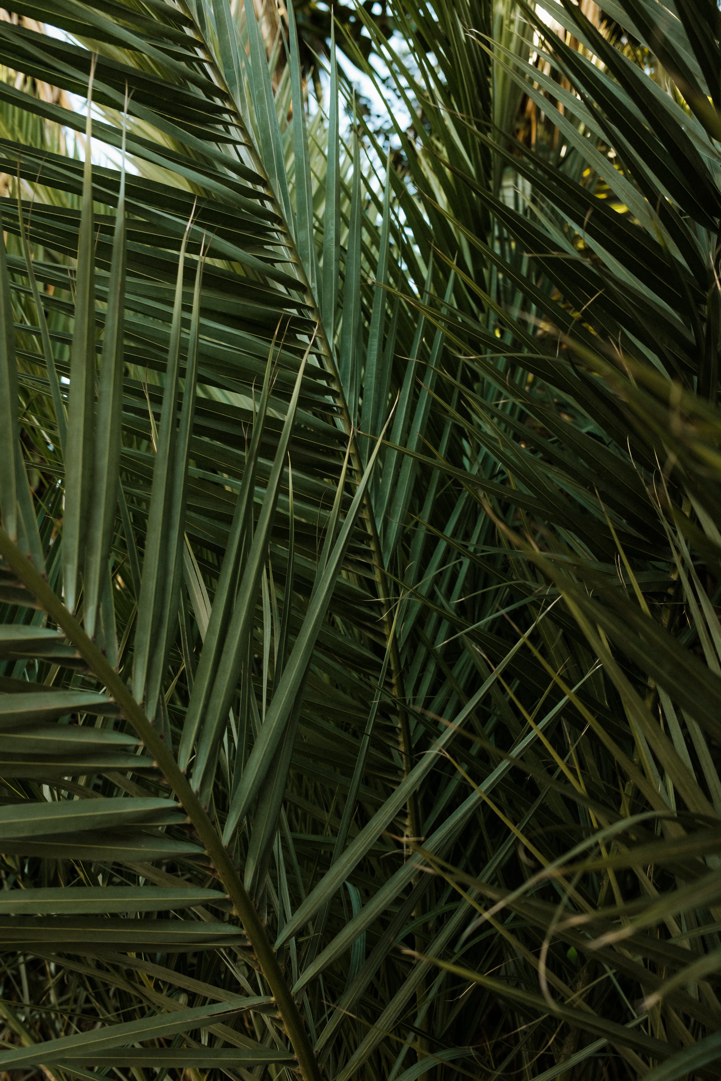 Large Palm branches spread across the image in a dark green