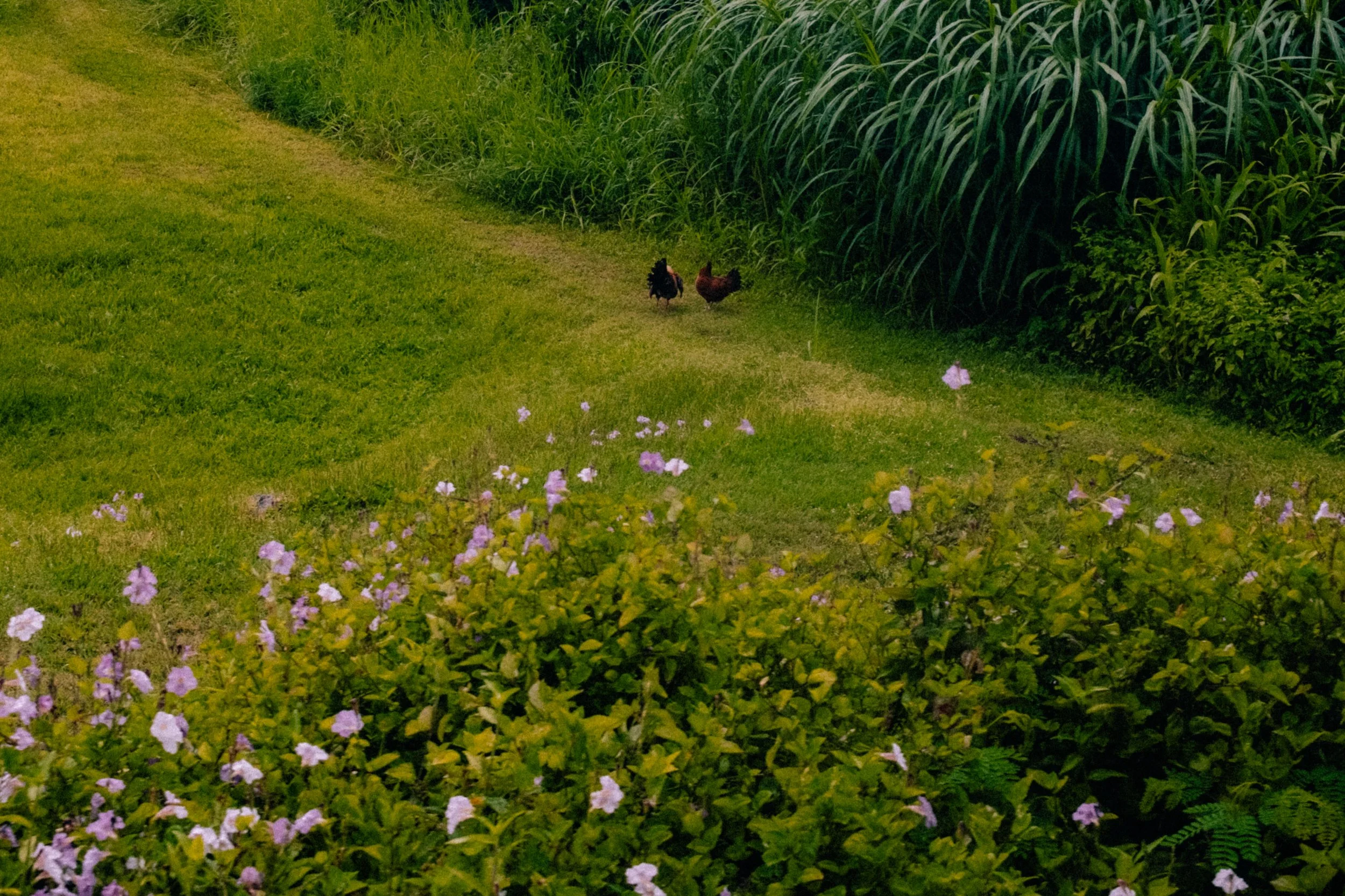 DSCF1093.JPG