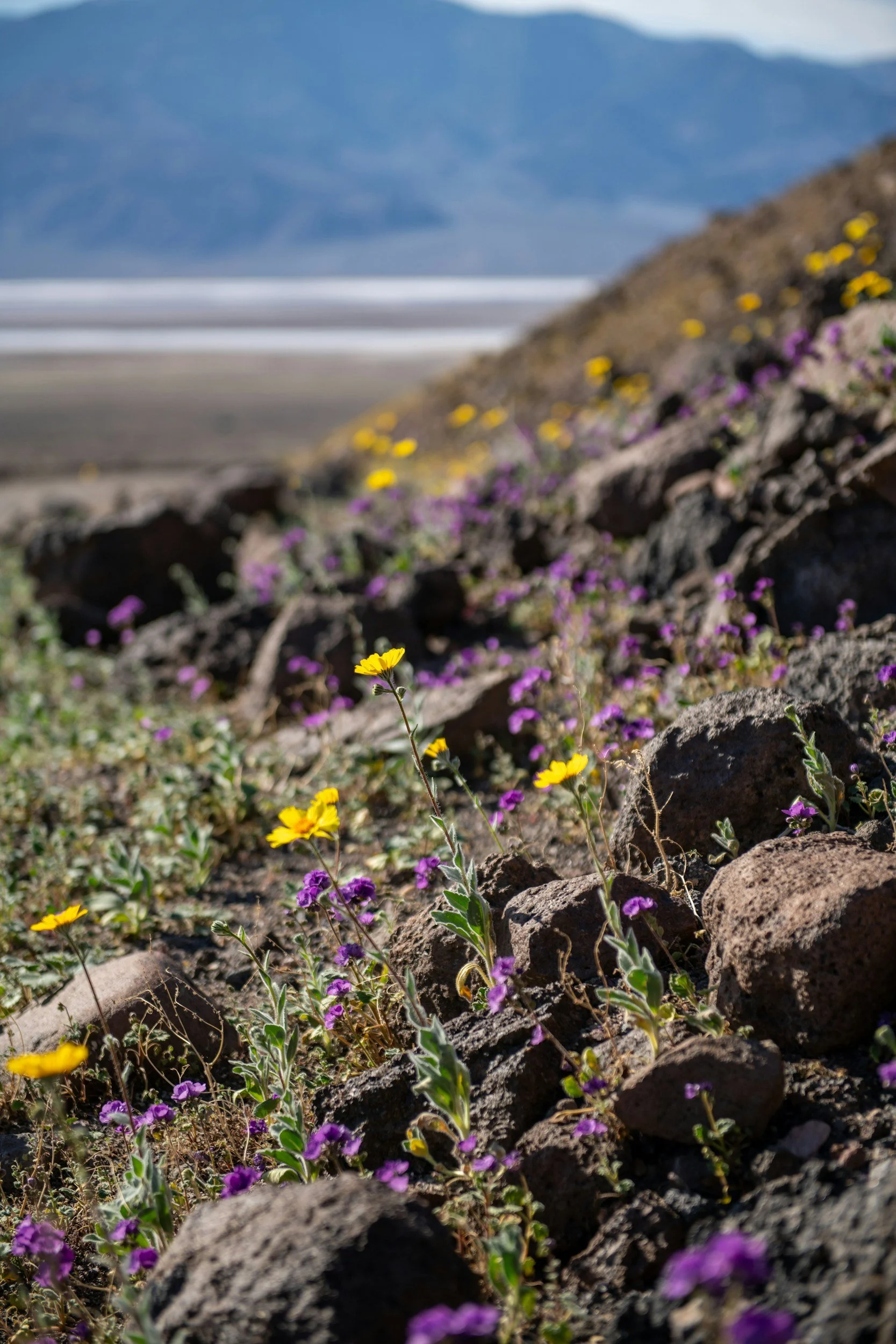 Close-up of yellow and purple wildflowers growing among rocks on a mountainous landscape.