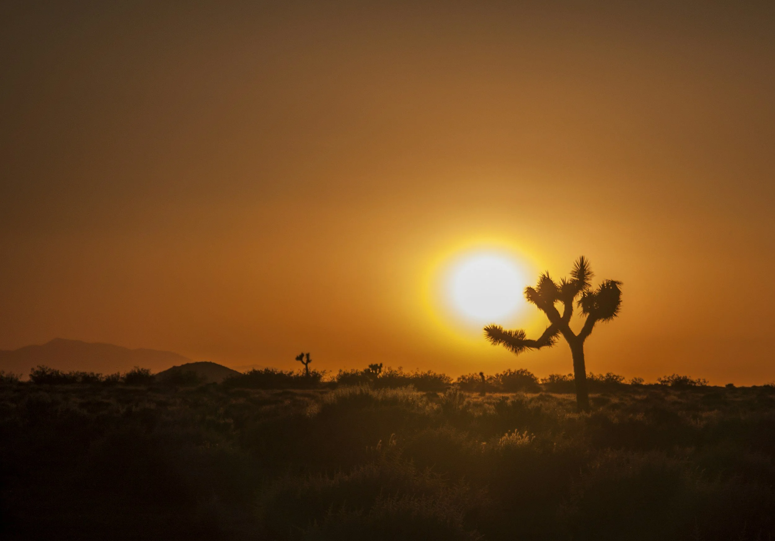 Sunset over desert landscape with tall Joshua trees and distant mountains.