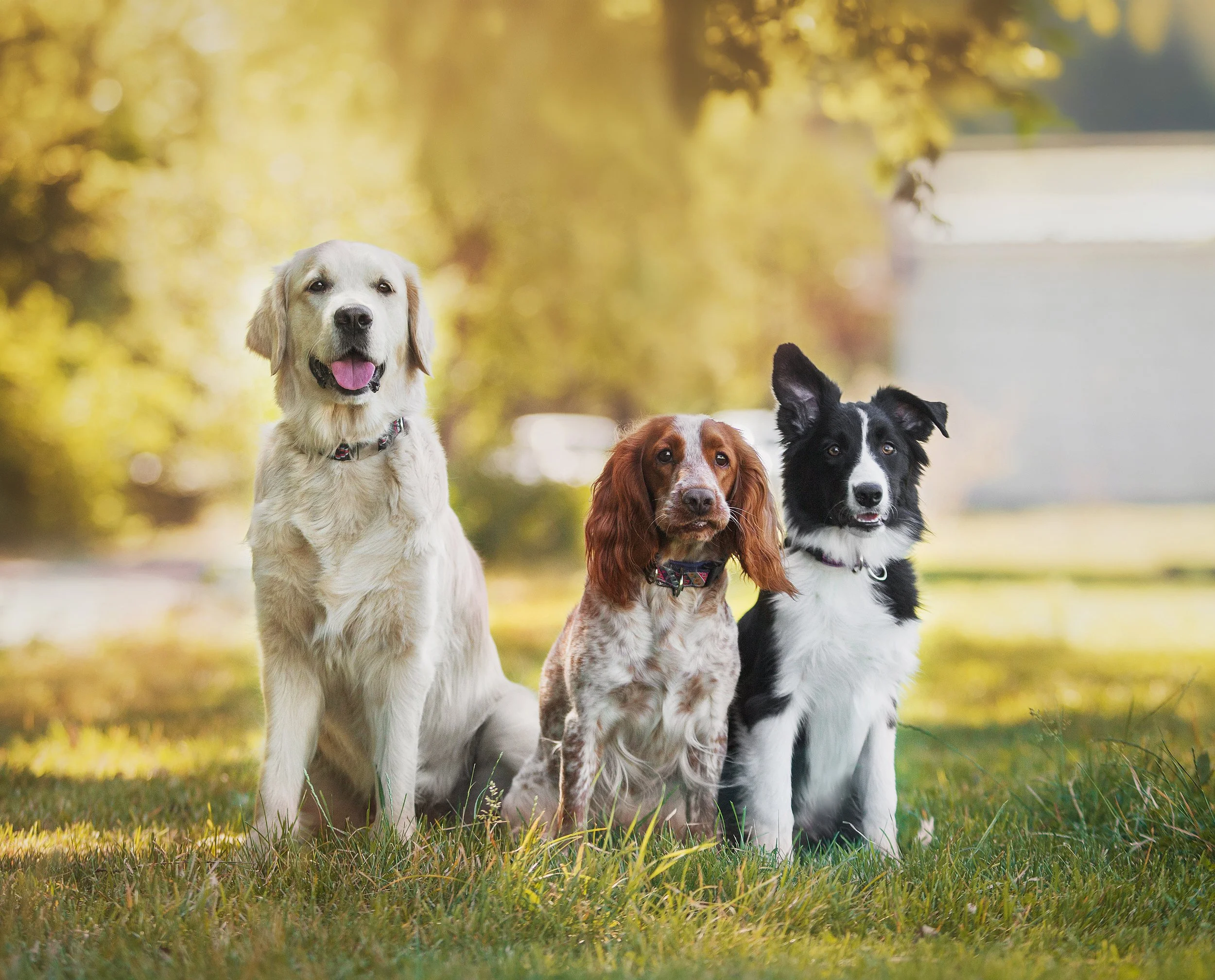 Regal Pet Beauty Salon