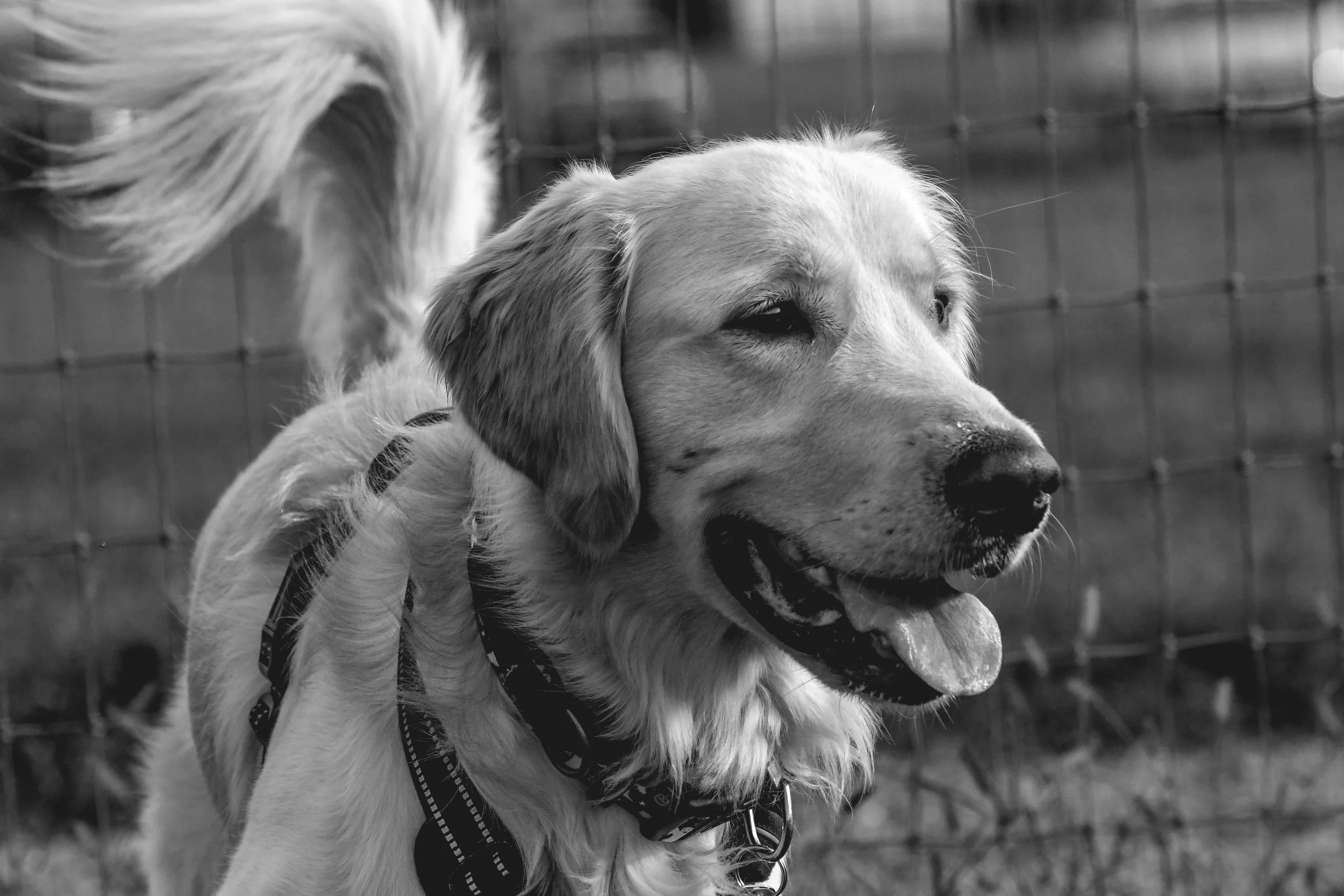 Regal Pet Beauty Salon