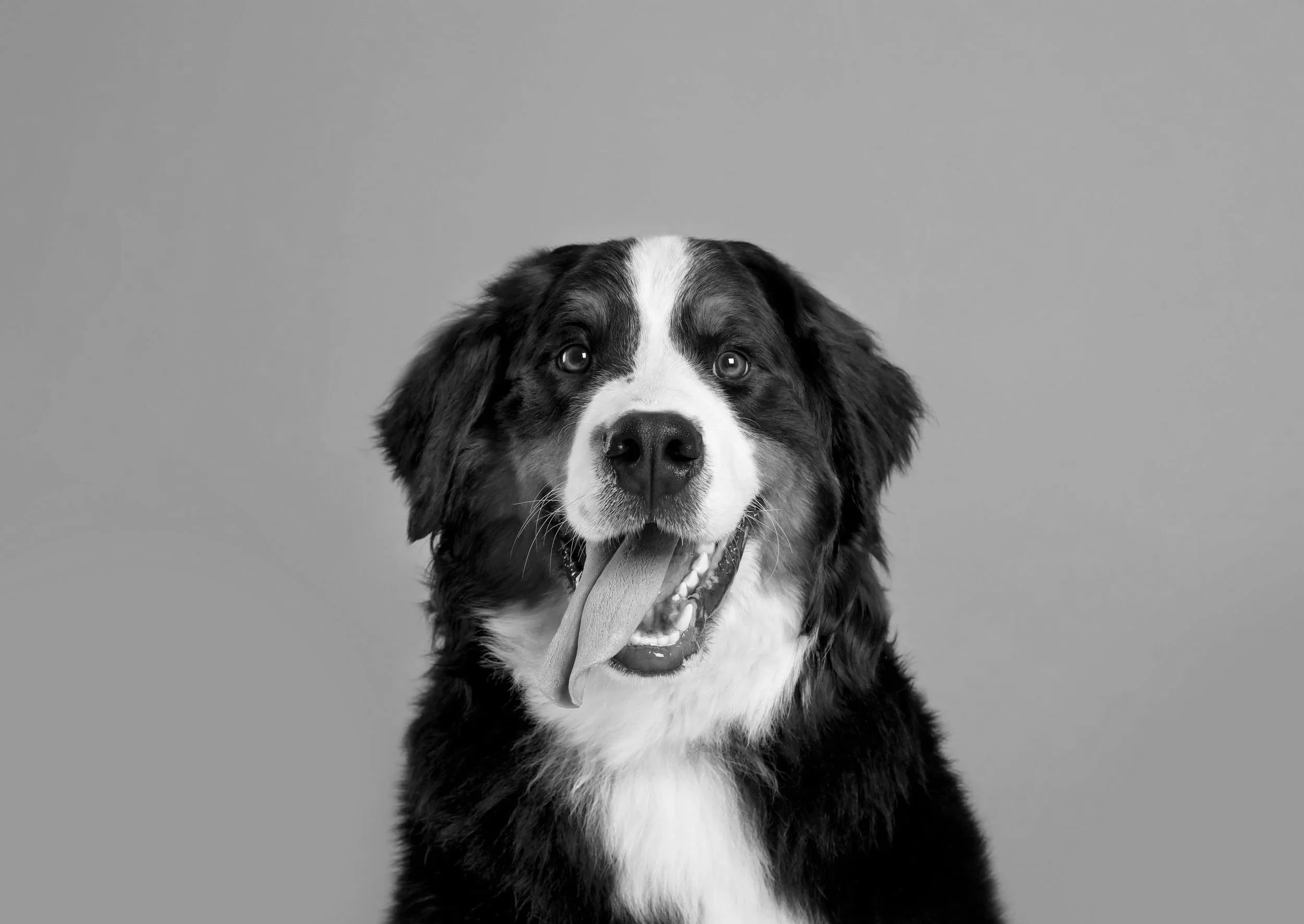 Regal Pet Beauty Salon