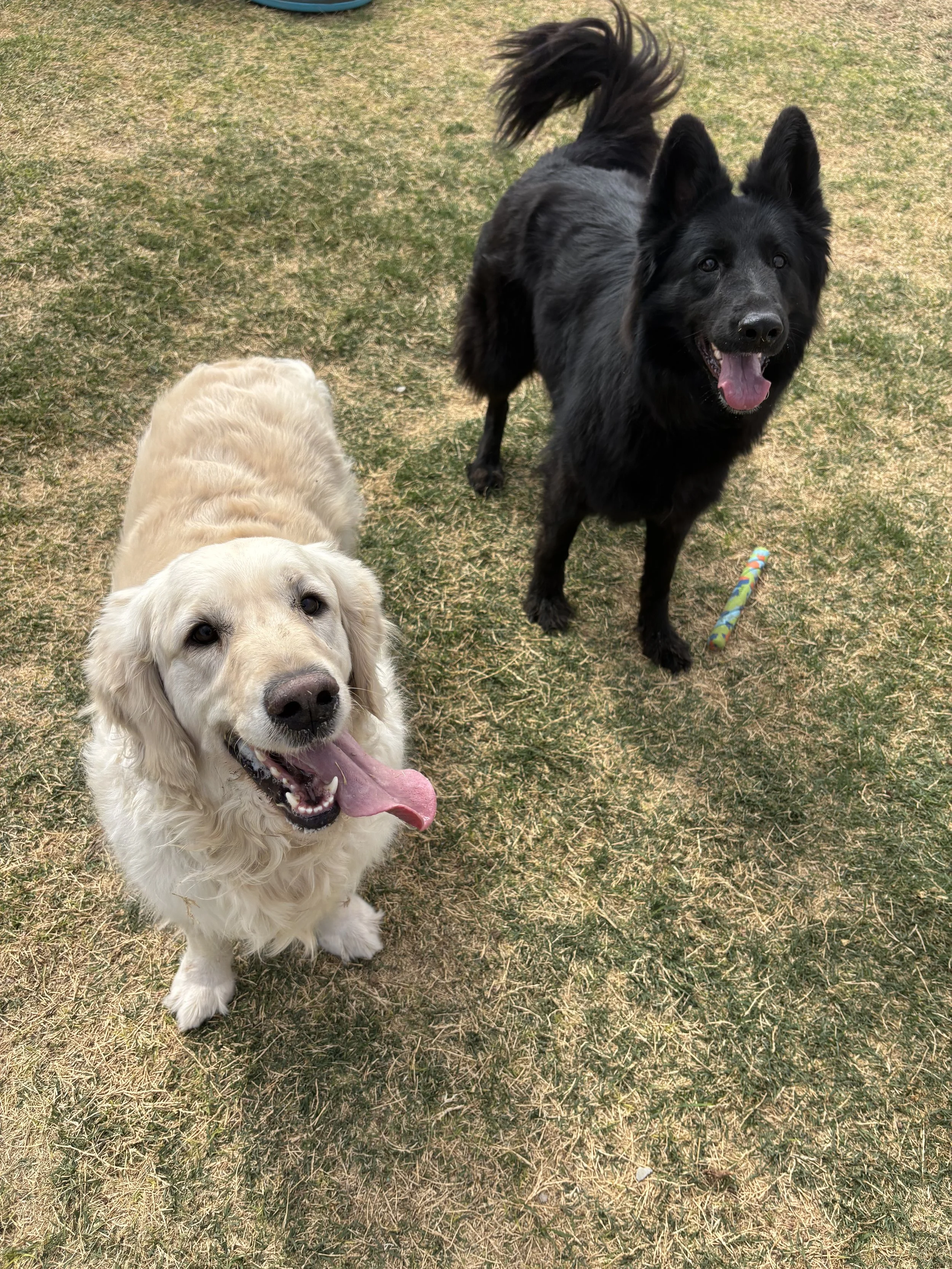 Regal Pet Beauty Salon