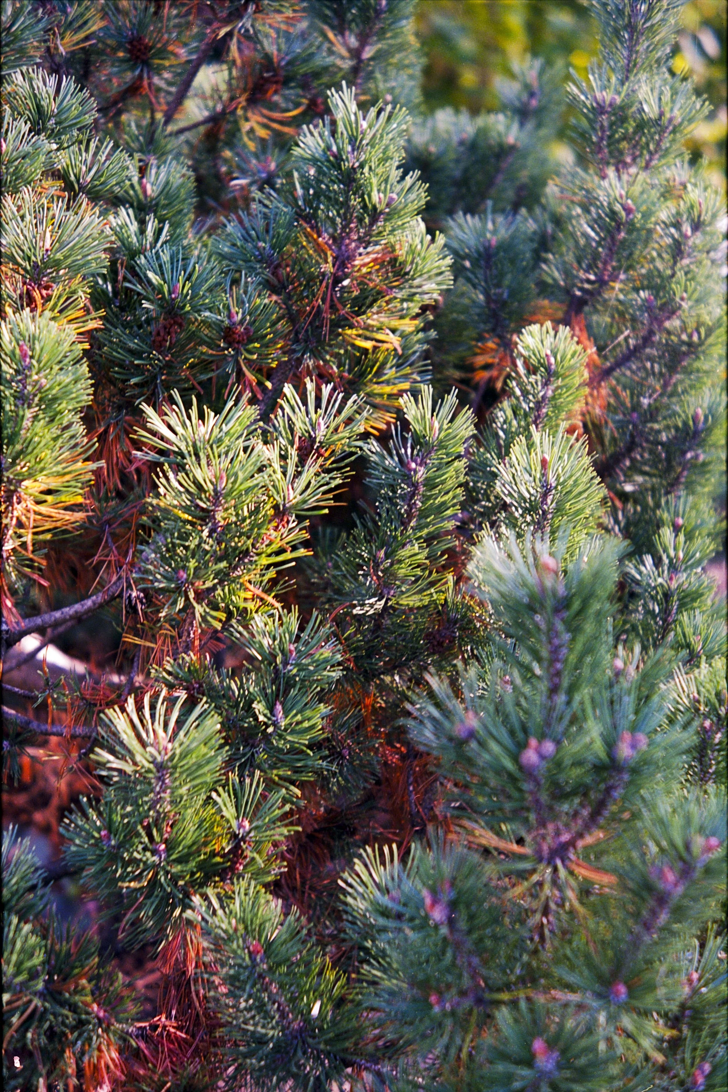 Close-up of green pine tree branches with reddish-brown needles, sunlight highlighting the foliage.