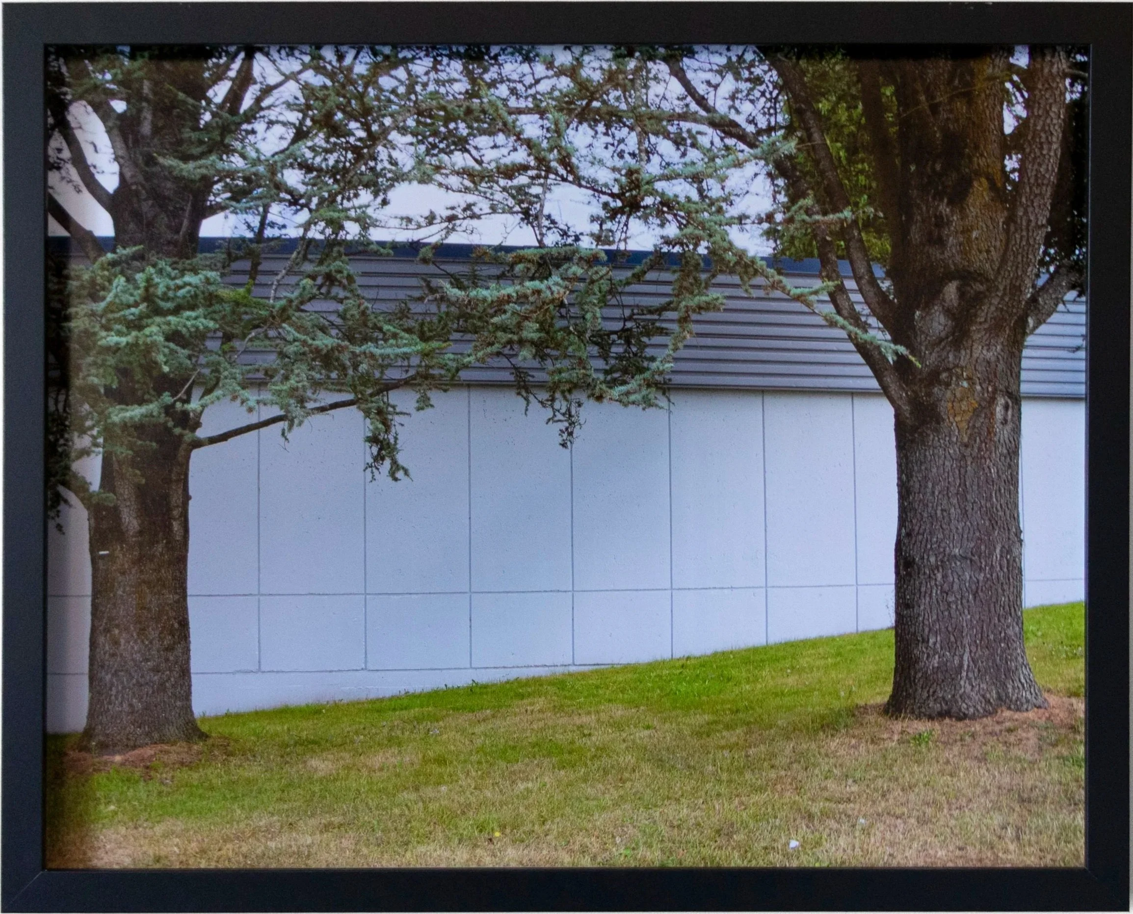 Photograph of three trees with a gray building with a sloped roof in the background and a grassy area in the foreground.
